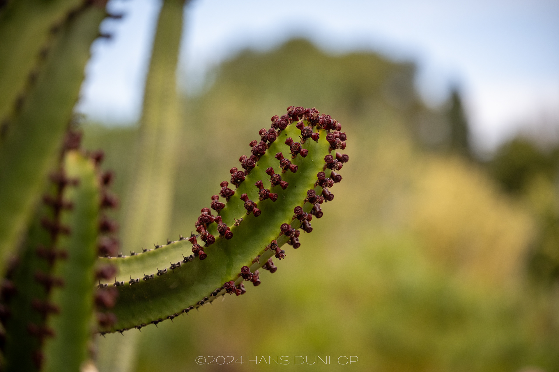 Aeonium canariense