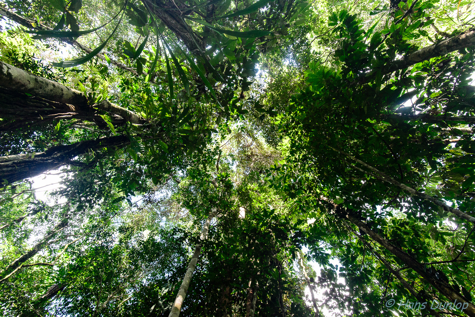 Rainforest, Letitia, Colombia