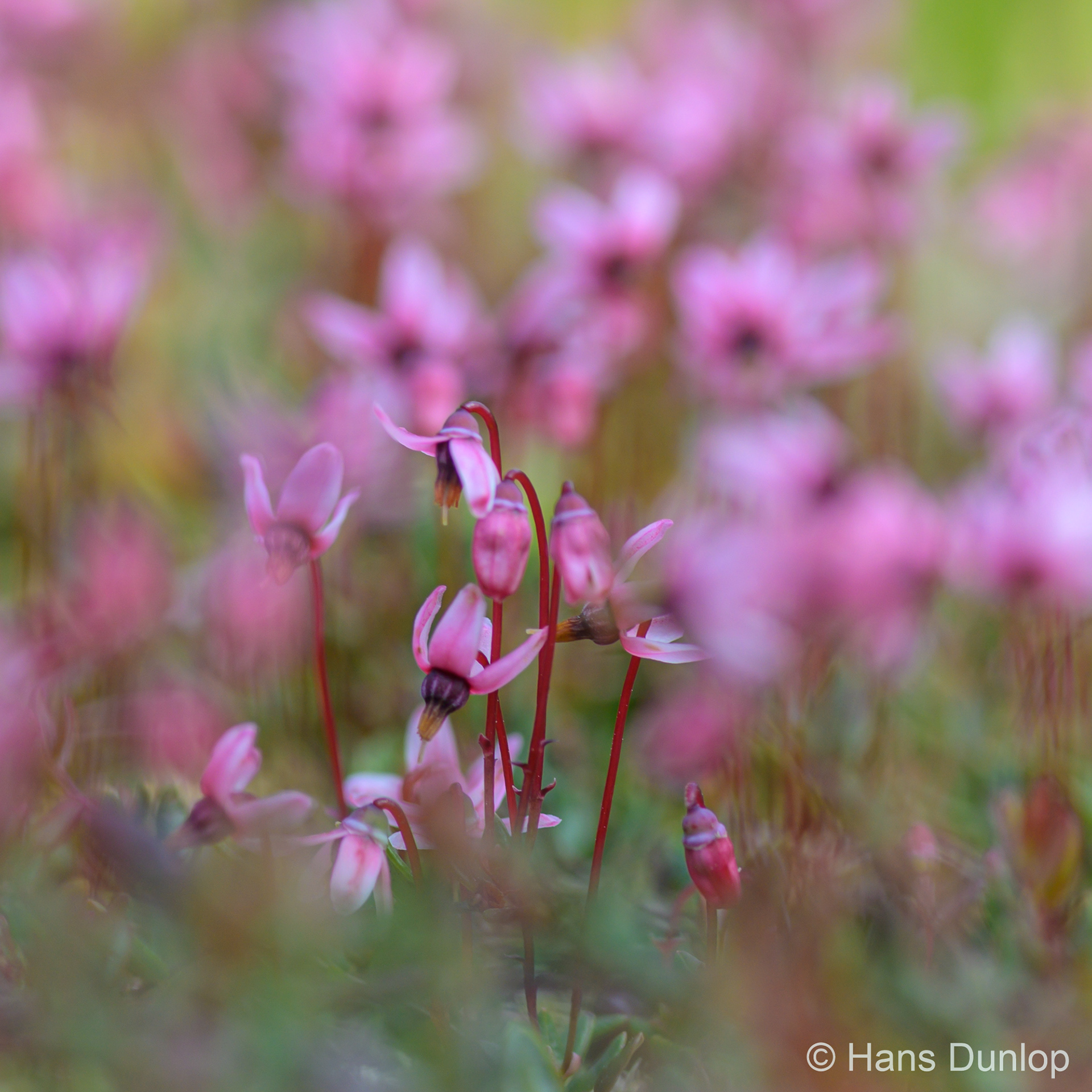 Vaccinium oxycoccos (Kleine Veenbes)