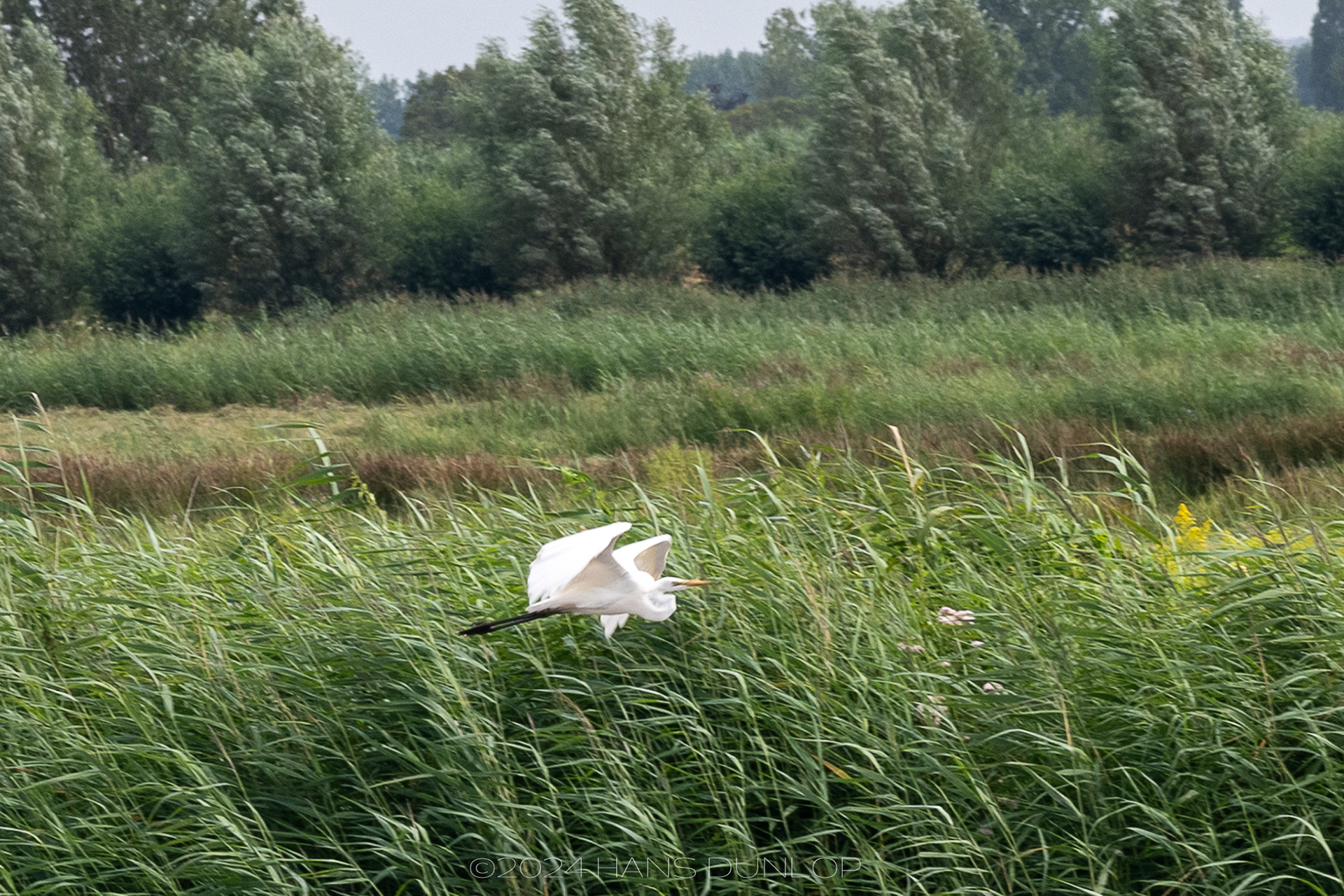 Ackerdijkkse Plassen - Grote zilverreiger