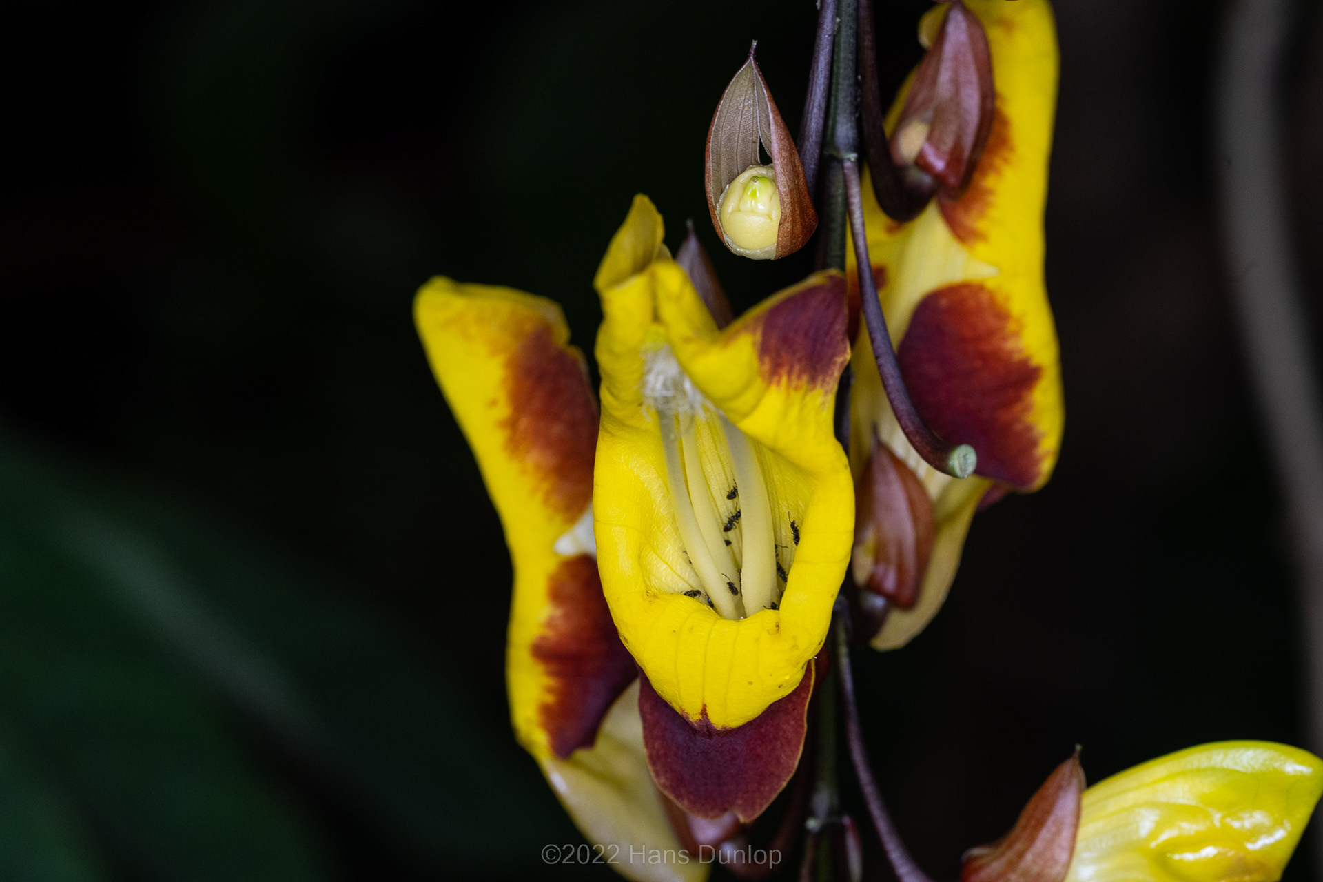 the Mysore trumpetvine