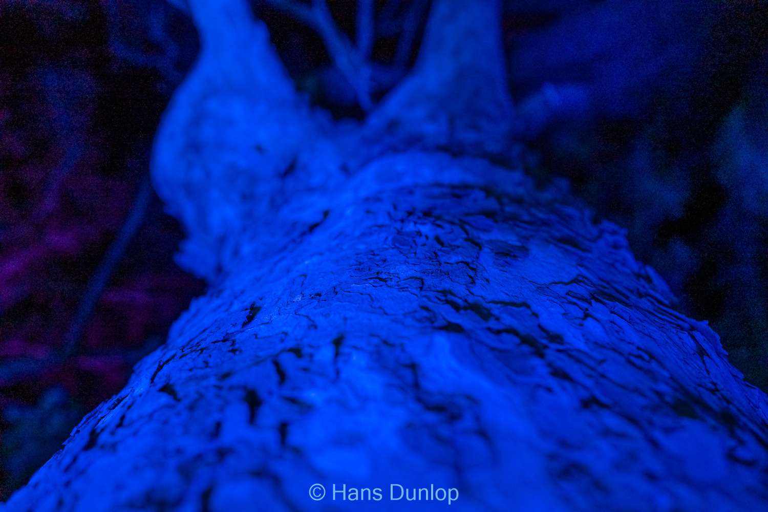 Christmas Garden: Jardin de la Conception