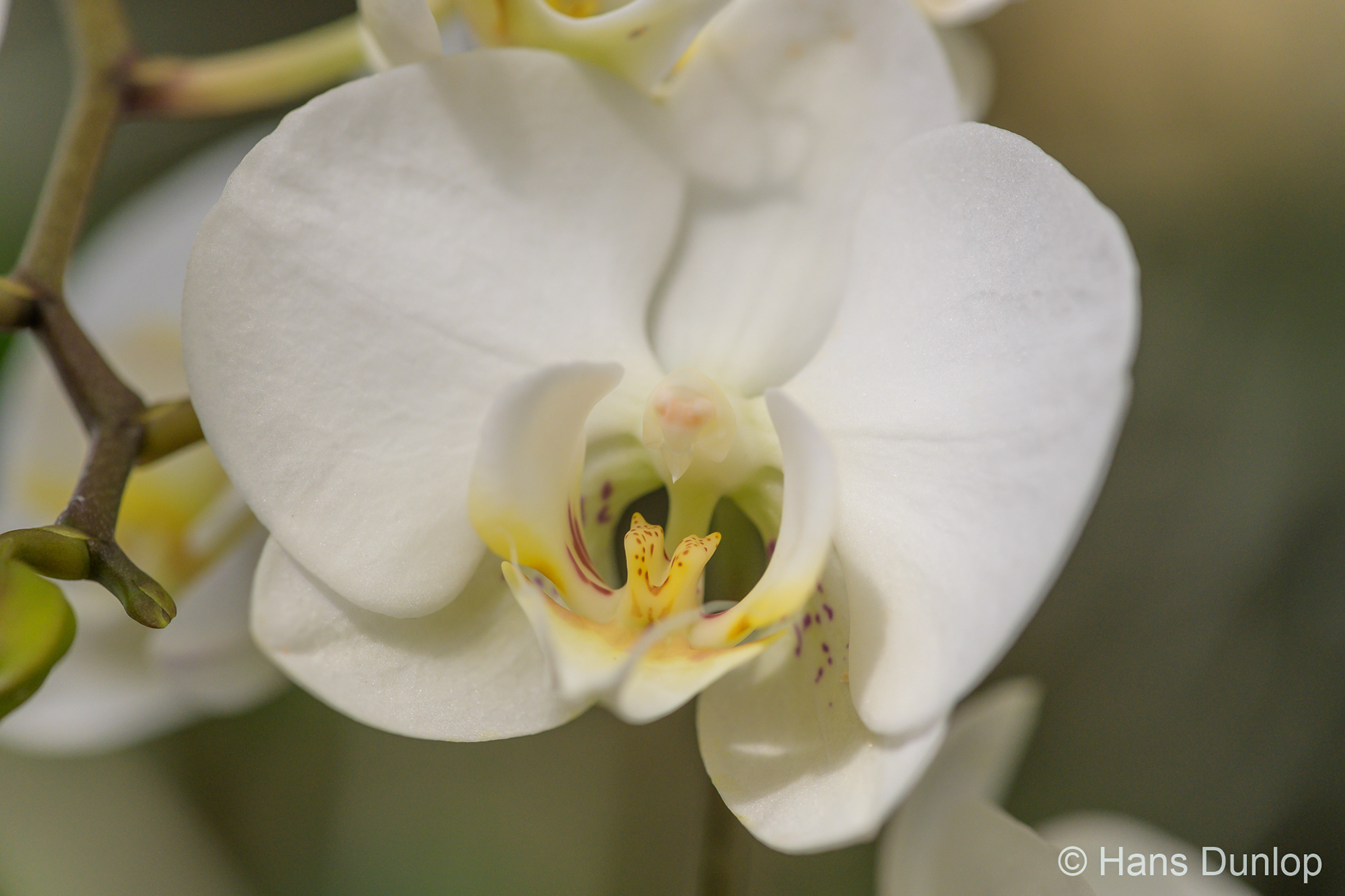 Phalaenopsis (Orchidee)