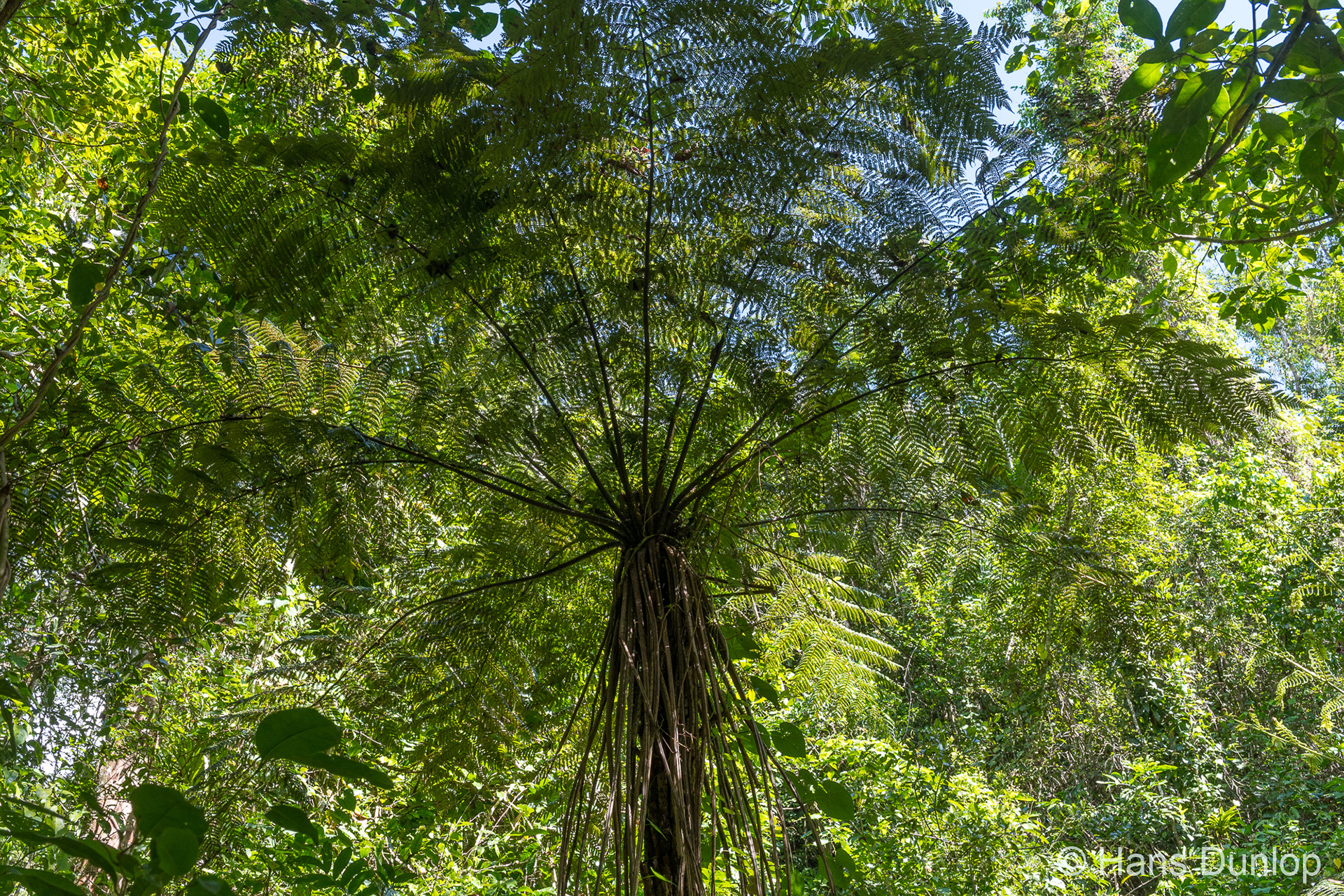 Jardin_Botanico Cienfuegos, Cuba