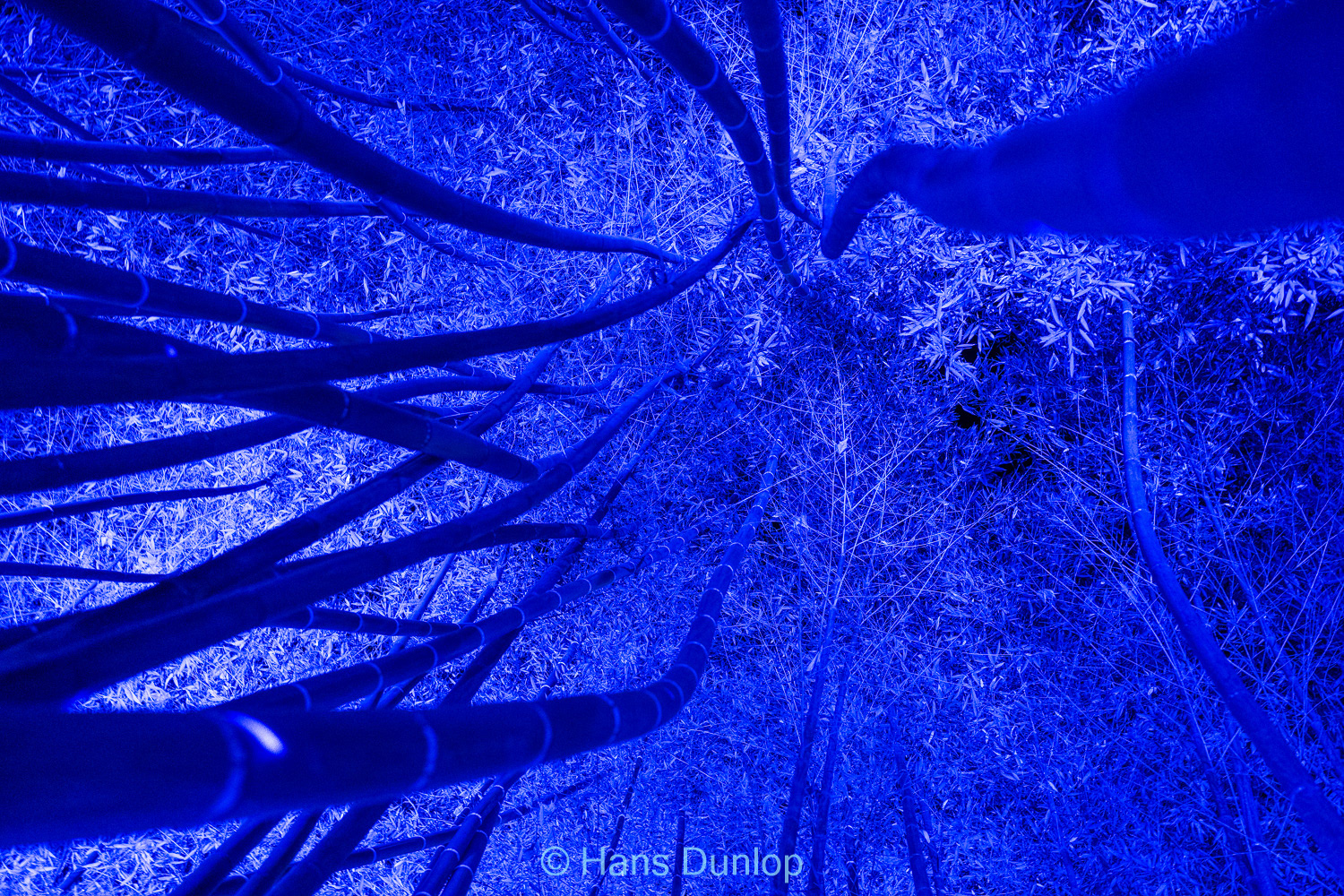 Christmas Garden: Jardin de la Conception