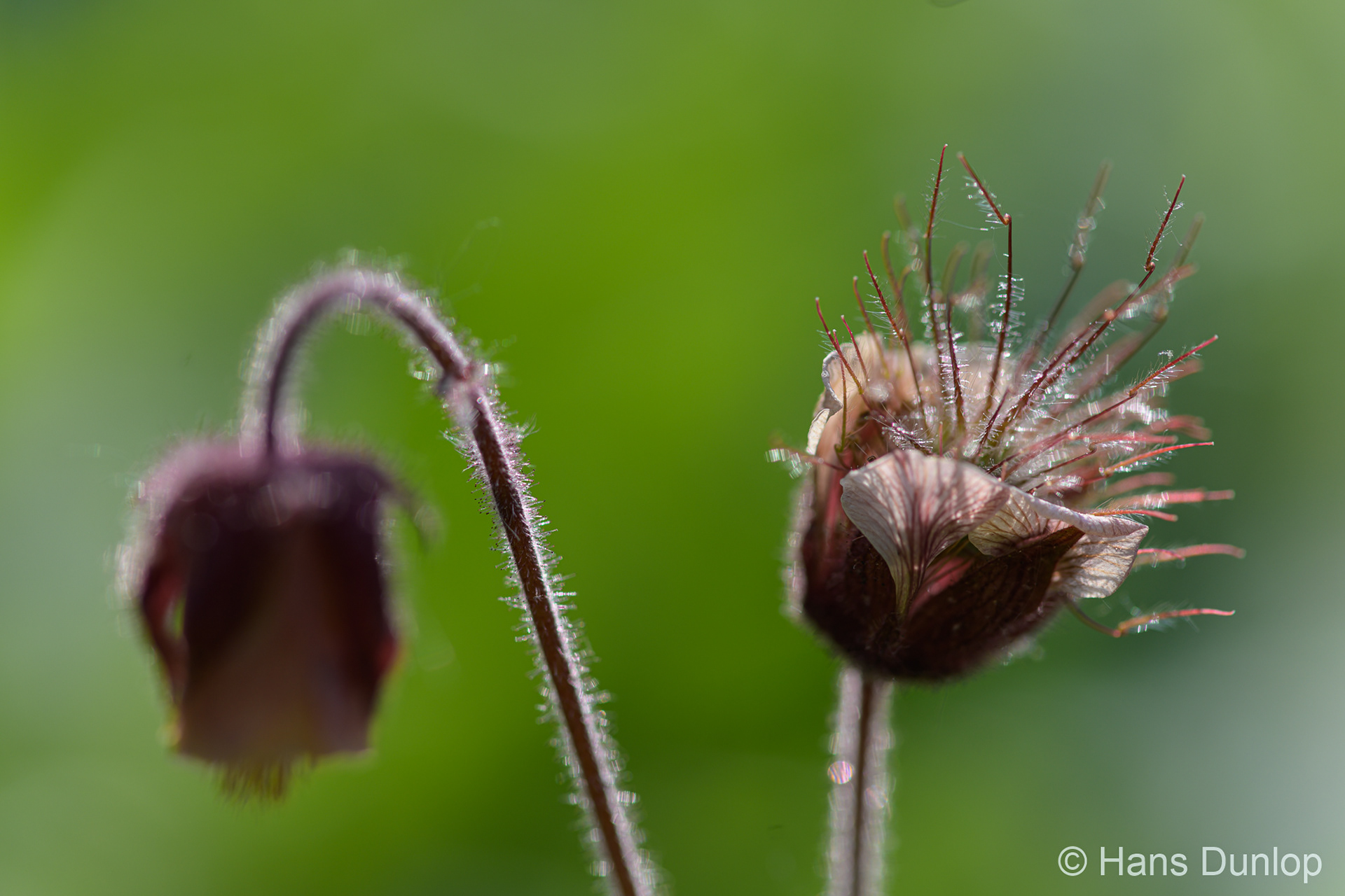 Geum rivale (Knikkend nagelkruid)