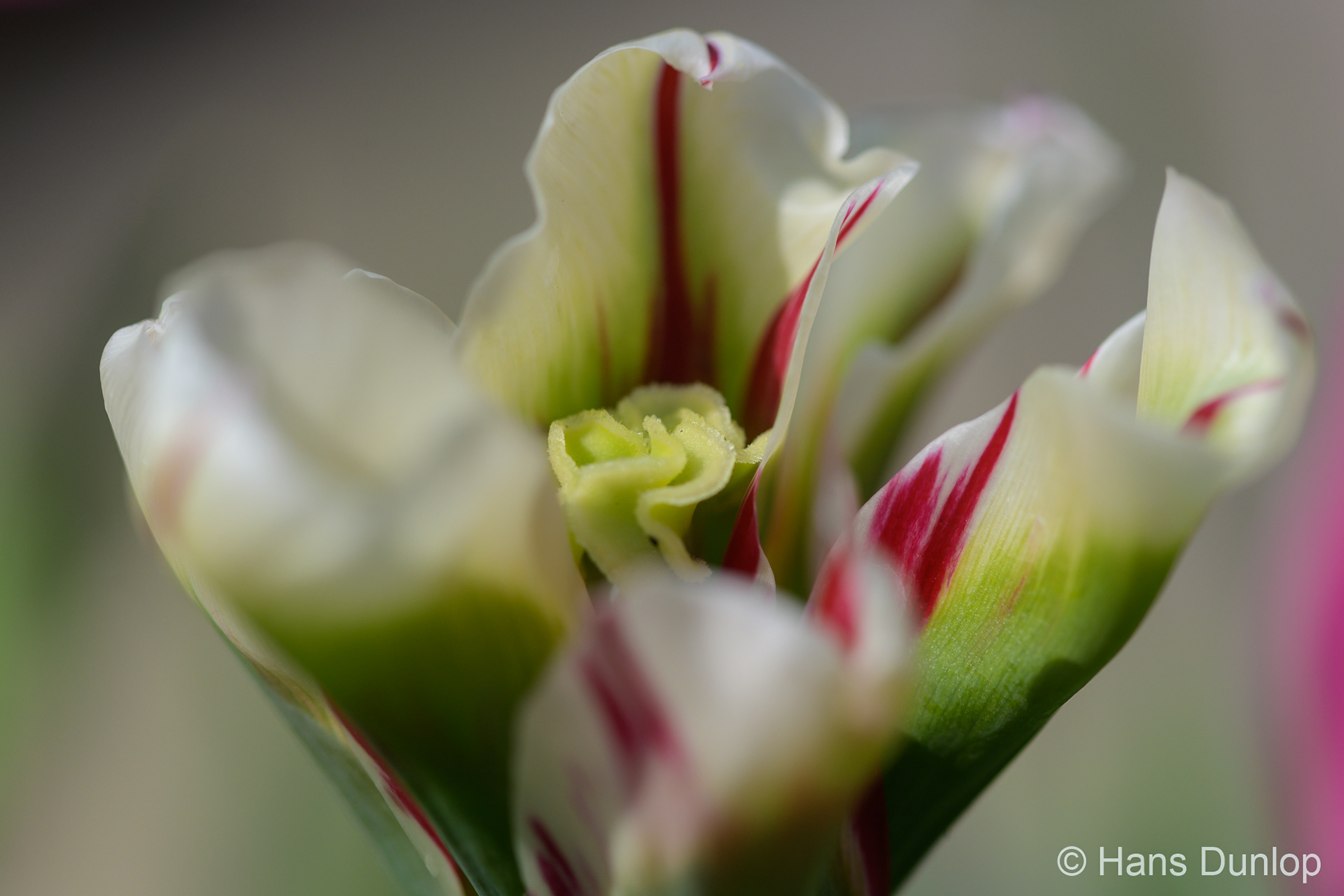 tulp