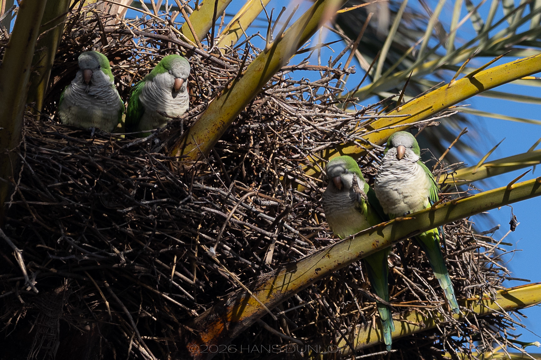 Parkieten, altijd leuk