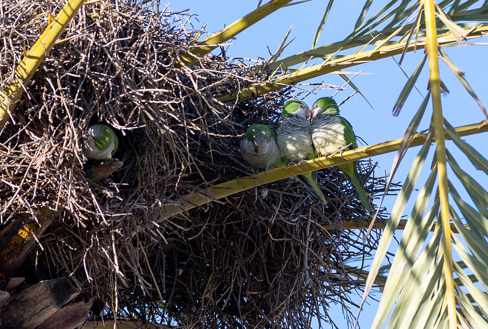 Parkieten, altijd leuk