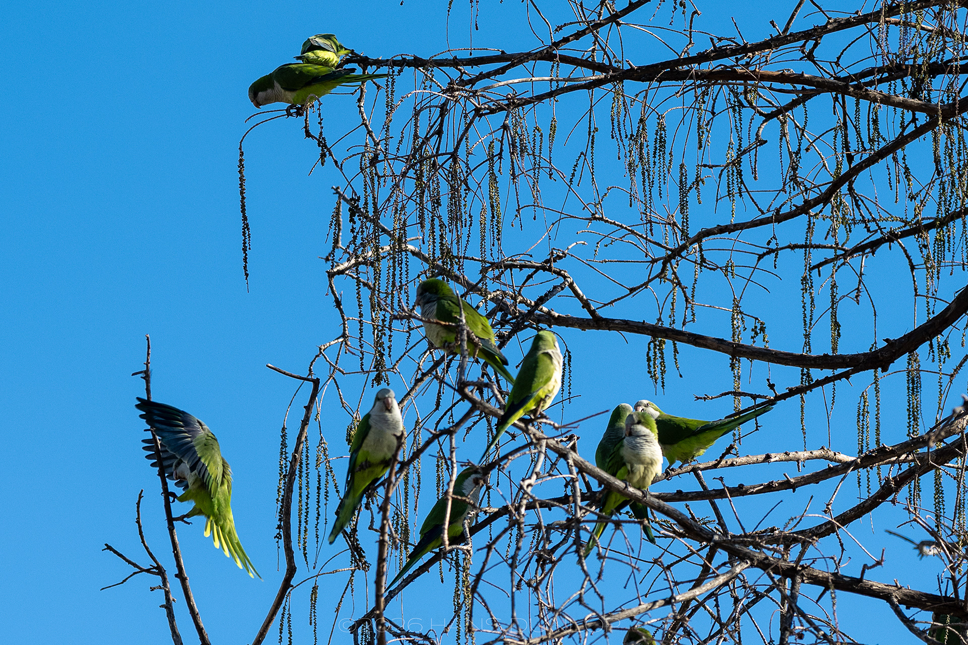 Parkieten, altijd leuk
