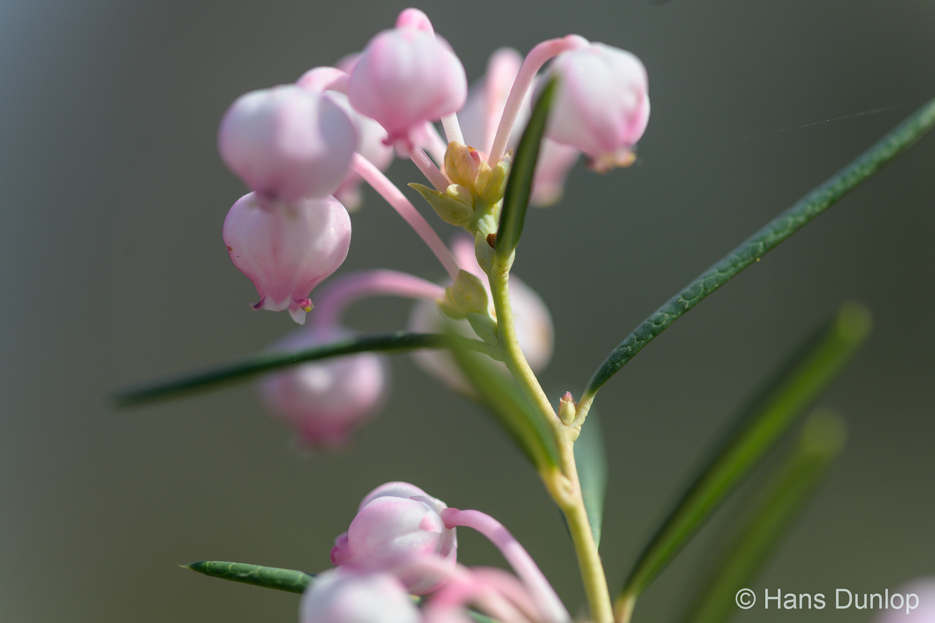 Andromeda polifolia (Lavendelhei)