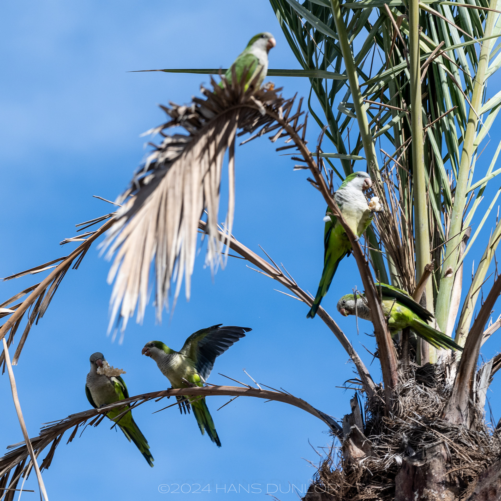 Parkieten langs de boulevard