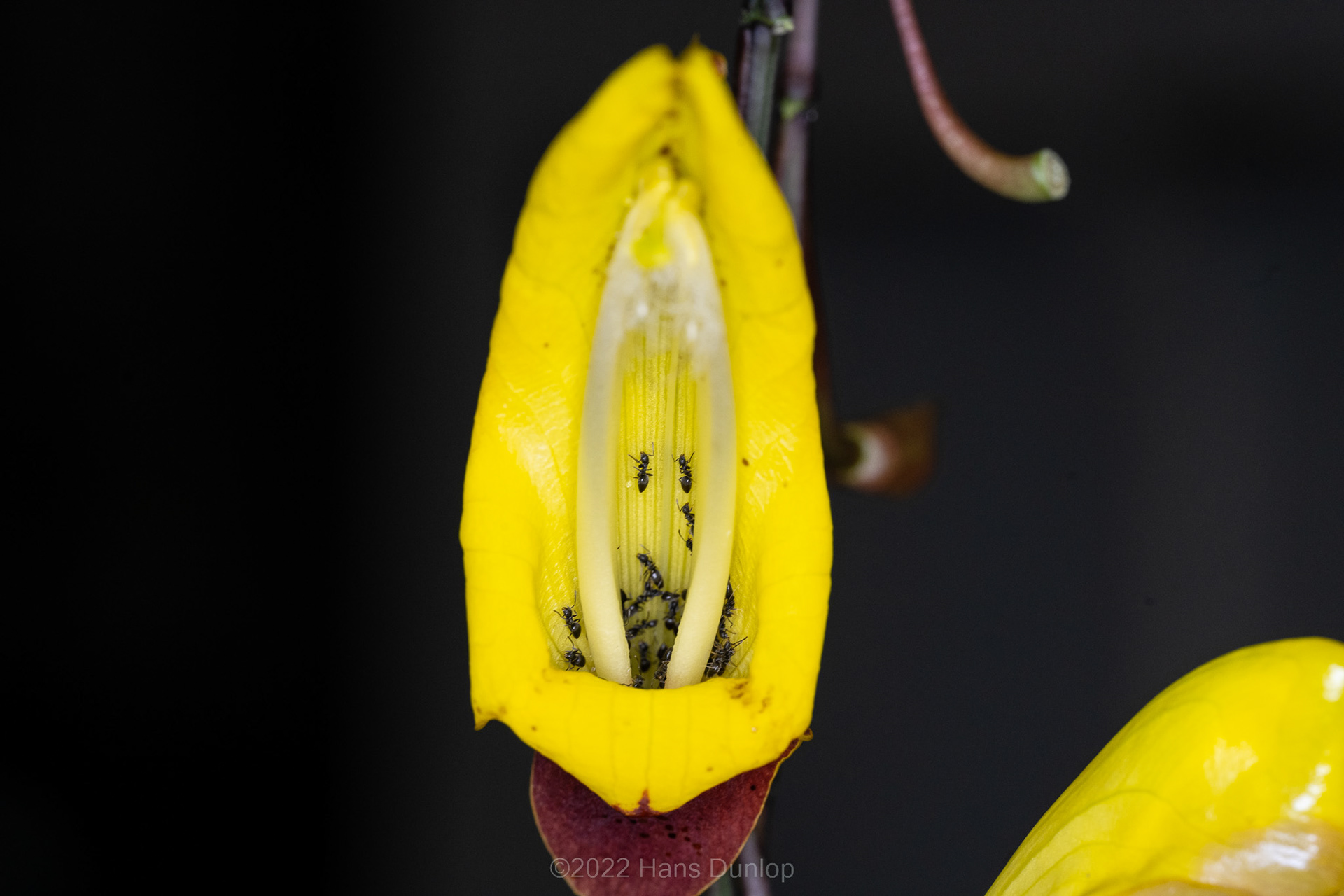 the Mysore trumpetvine