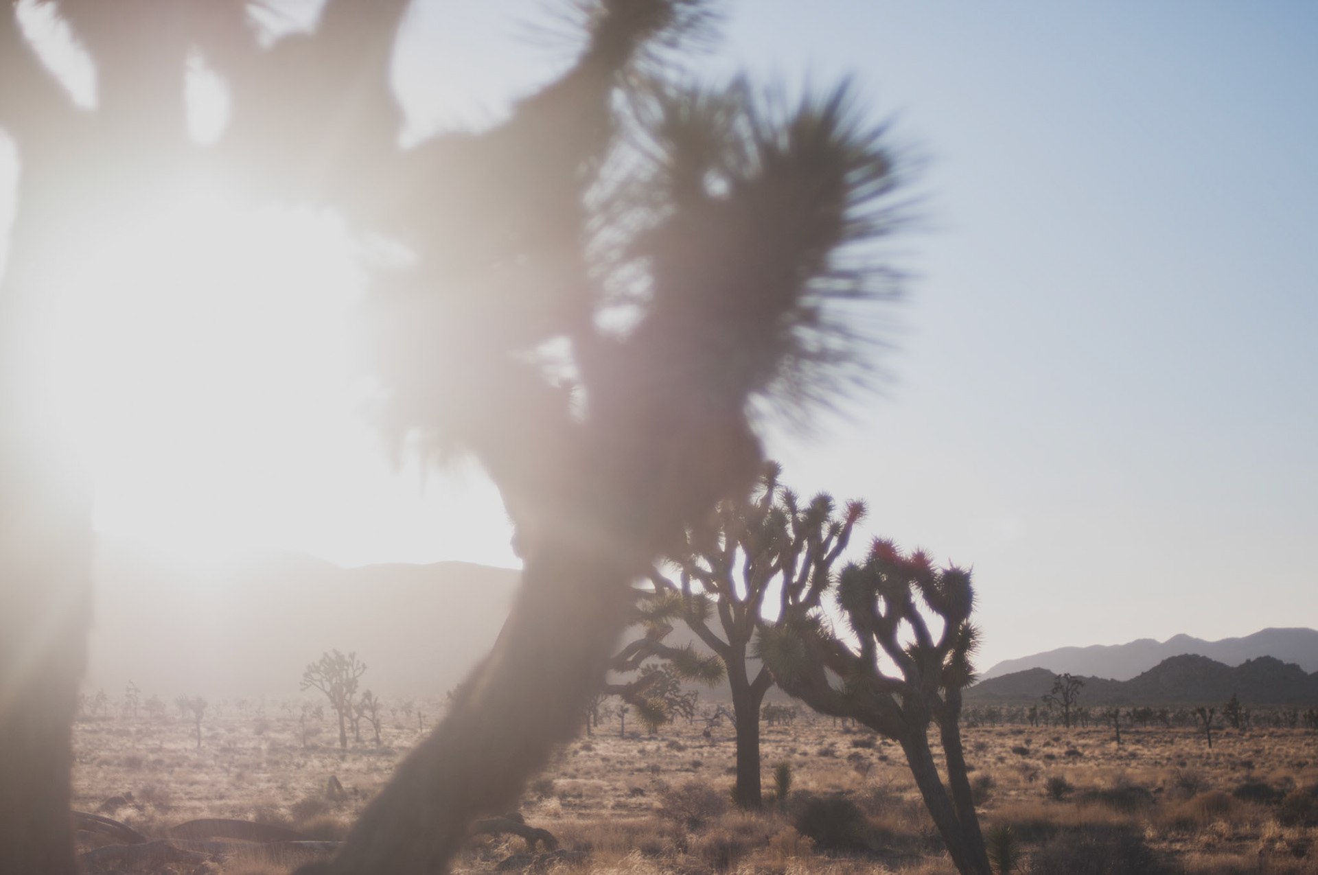 somethingwild.film