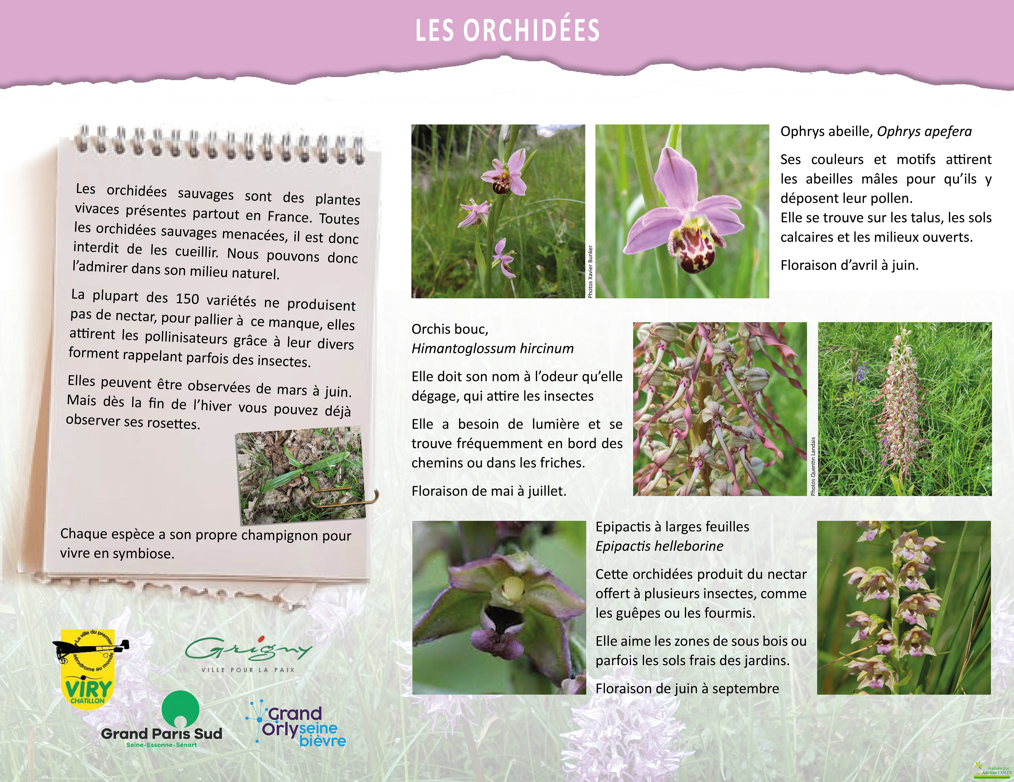 Les orchidées
