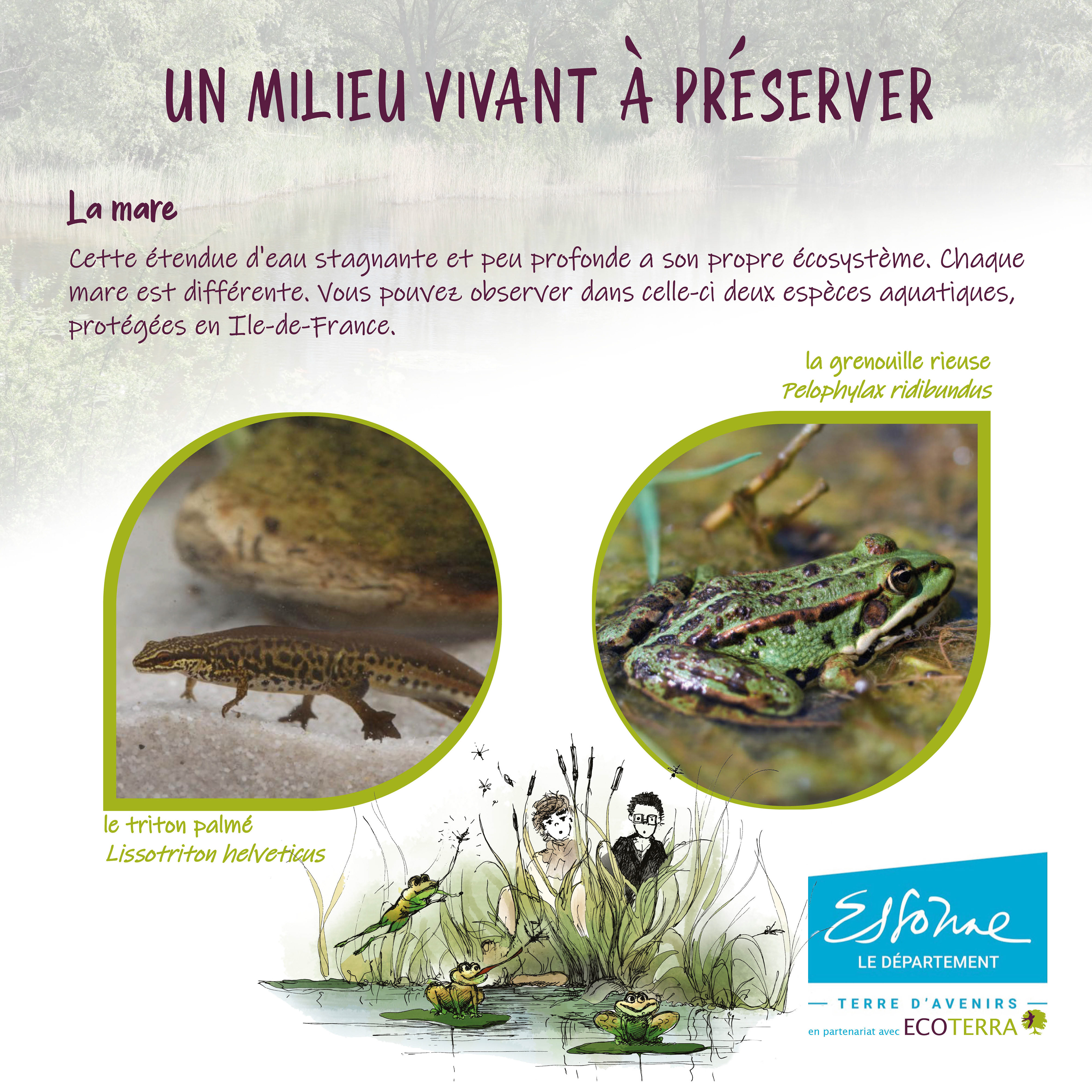 la mare, les milieux humides