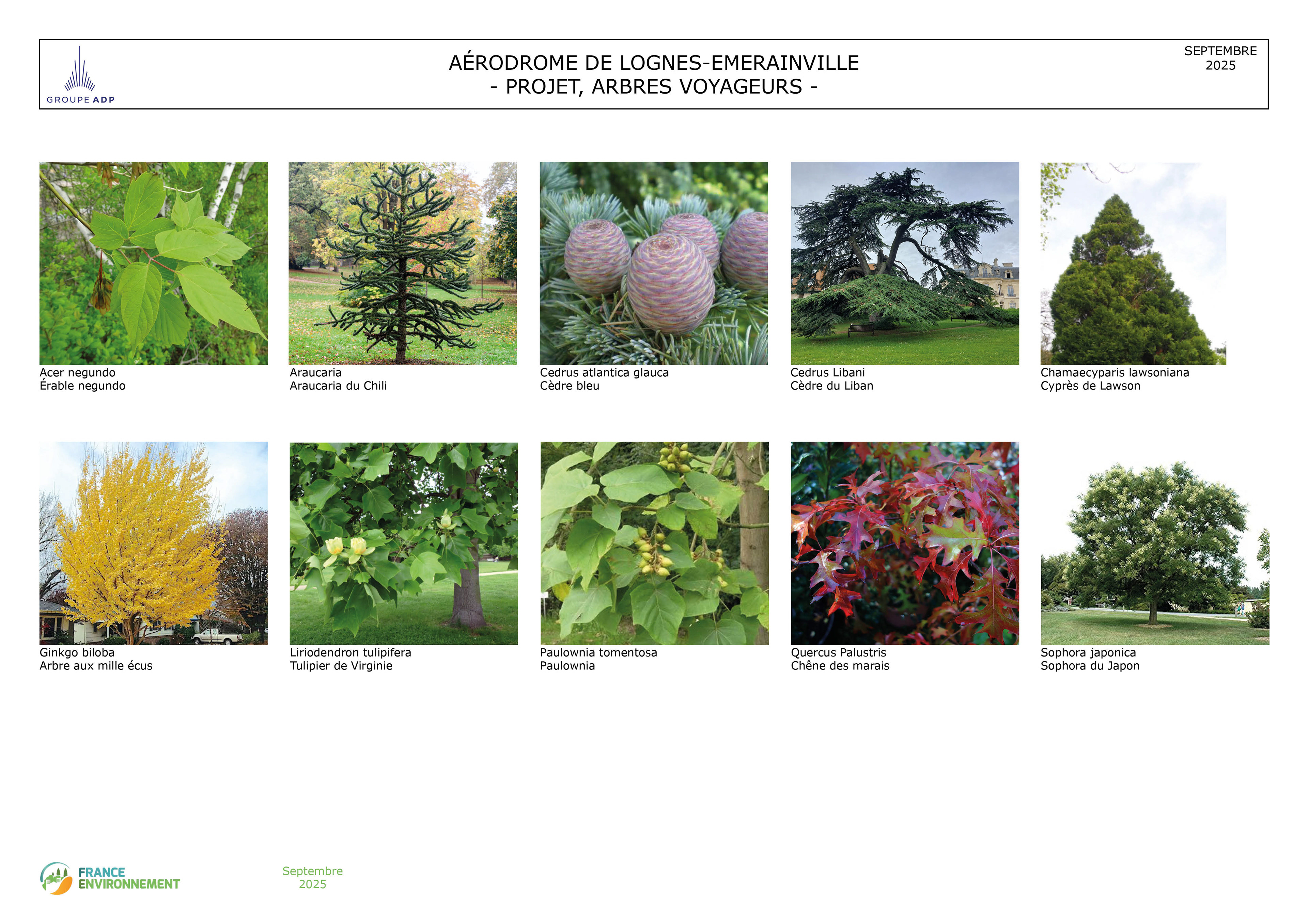 Palette végétale de l'arbre voyageur