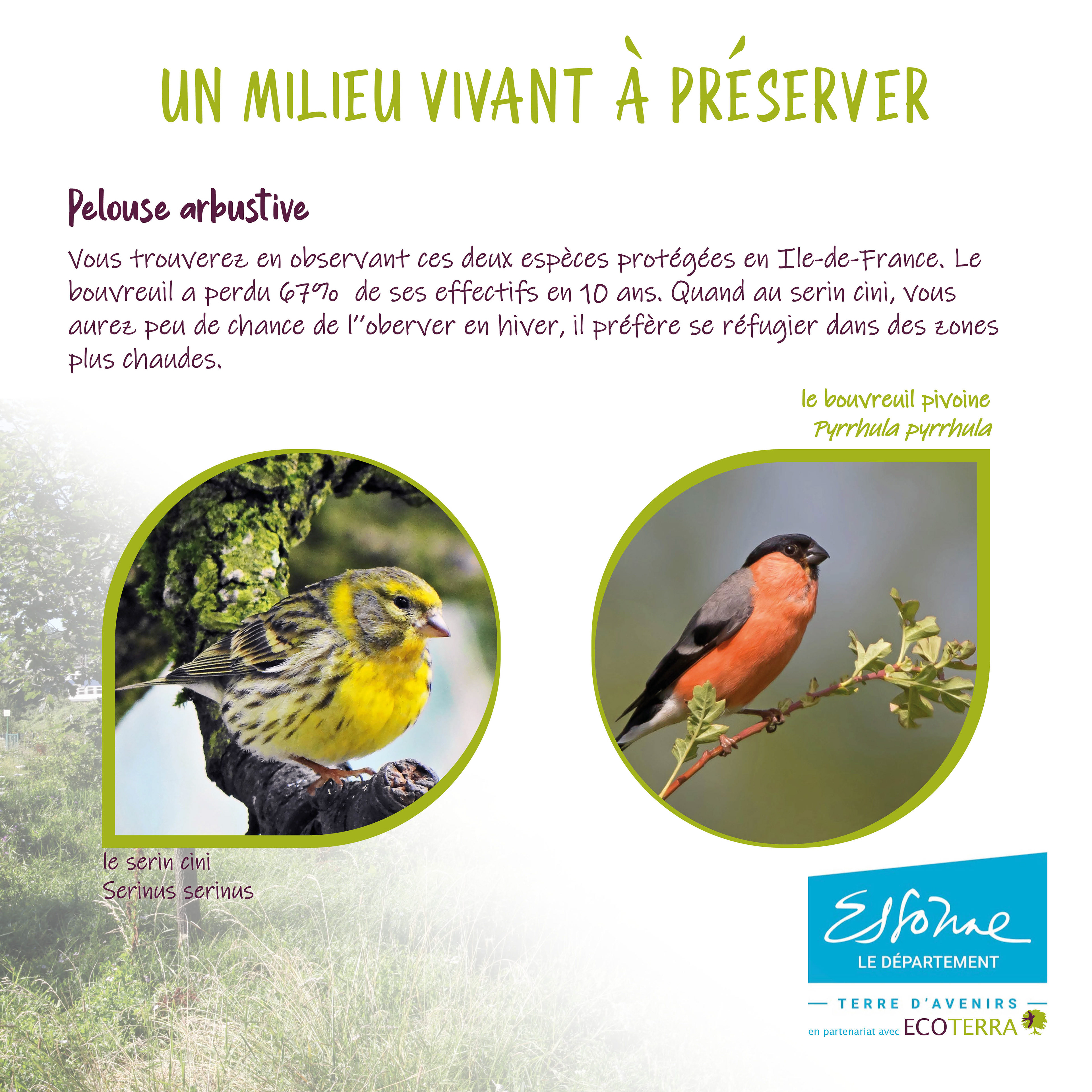 La pelouse arbustive