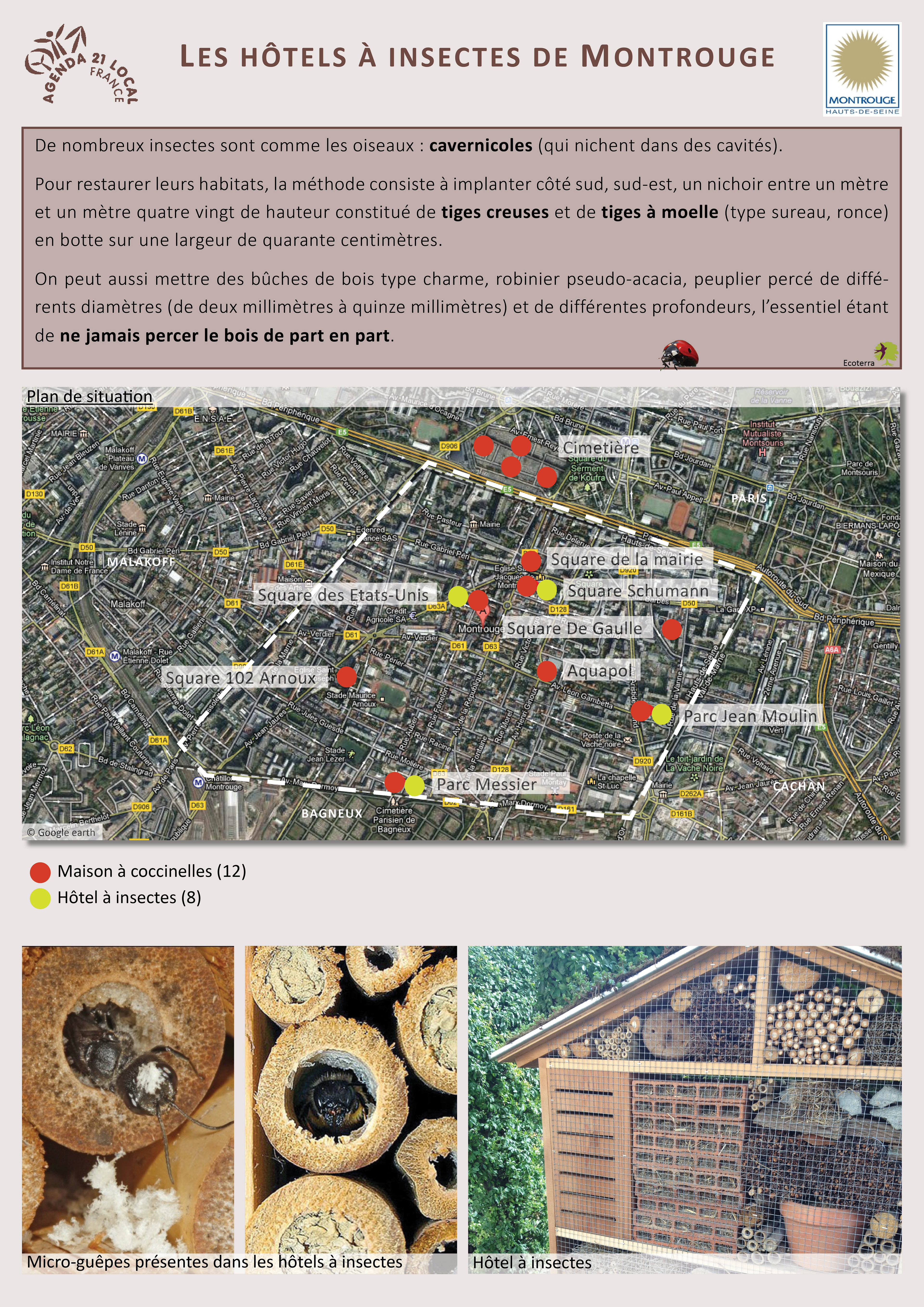 Les insectes en ville