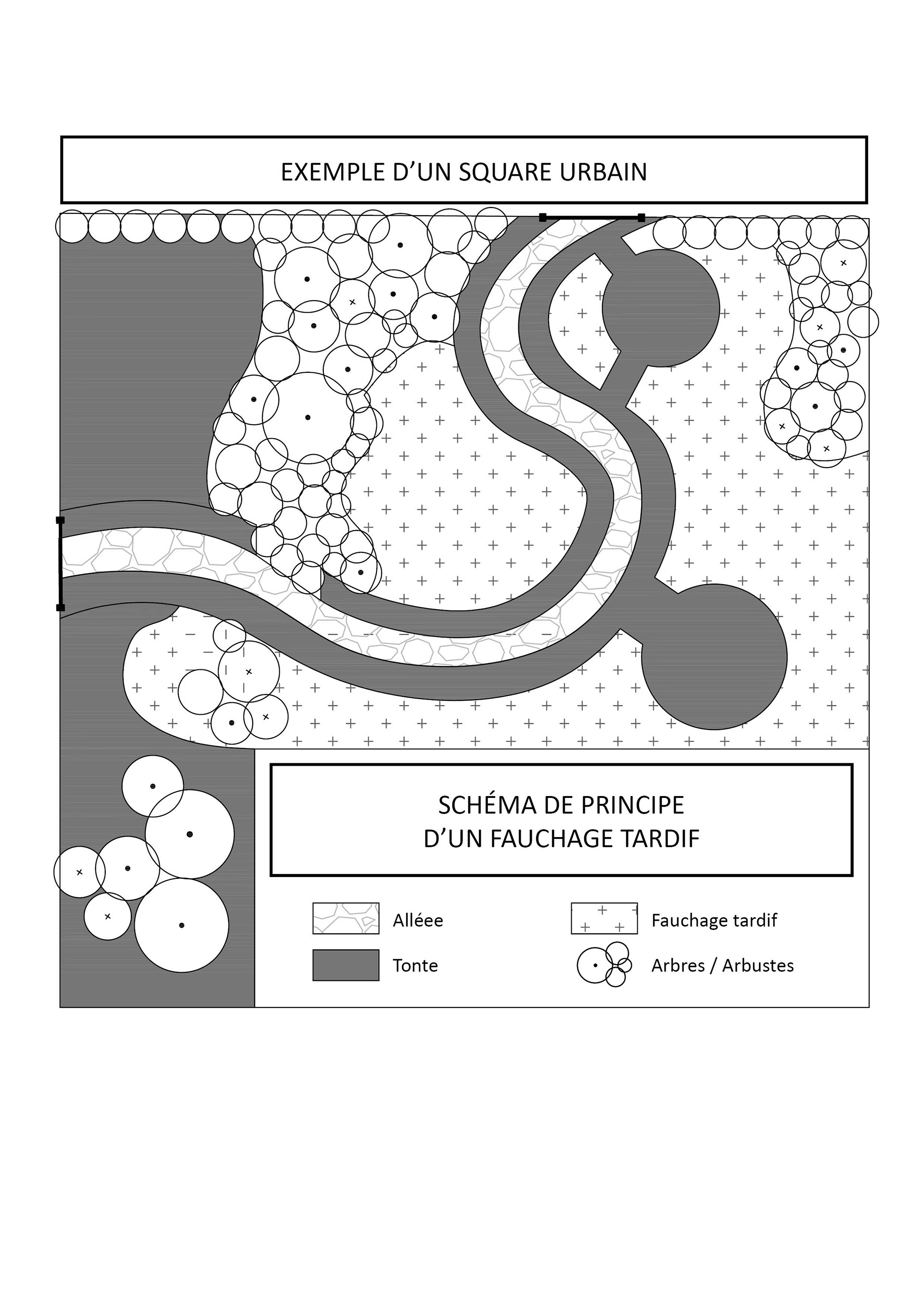 Fauchage tardif d'un parc urbain