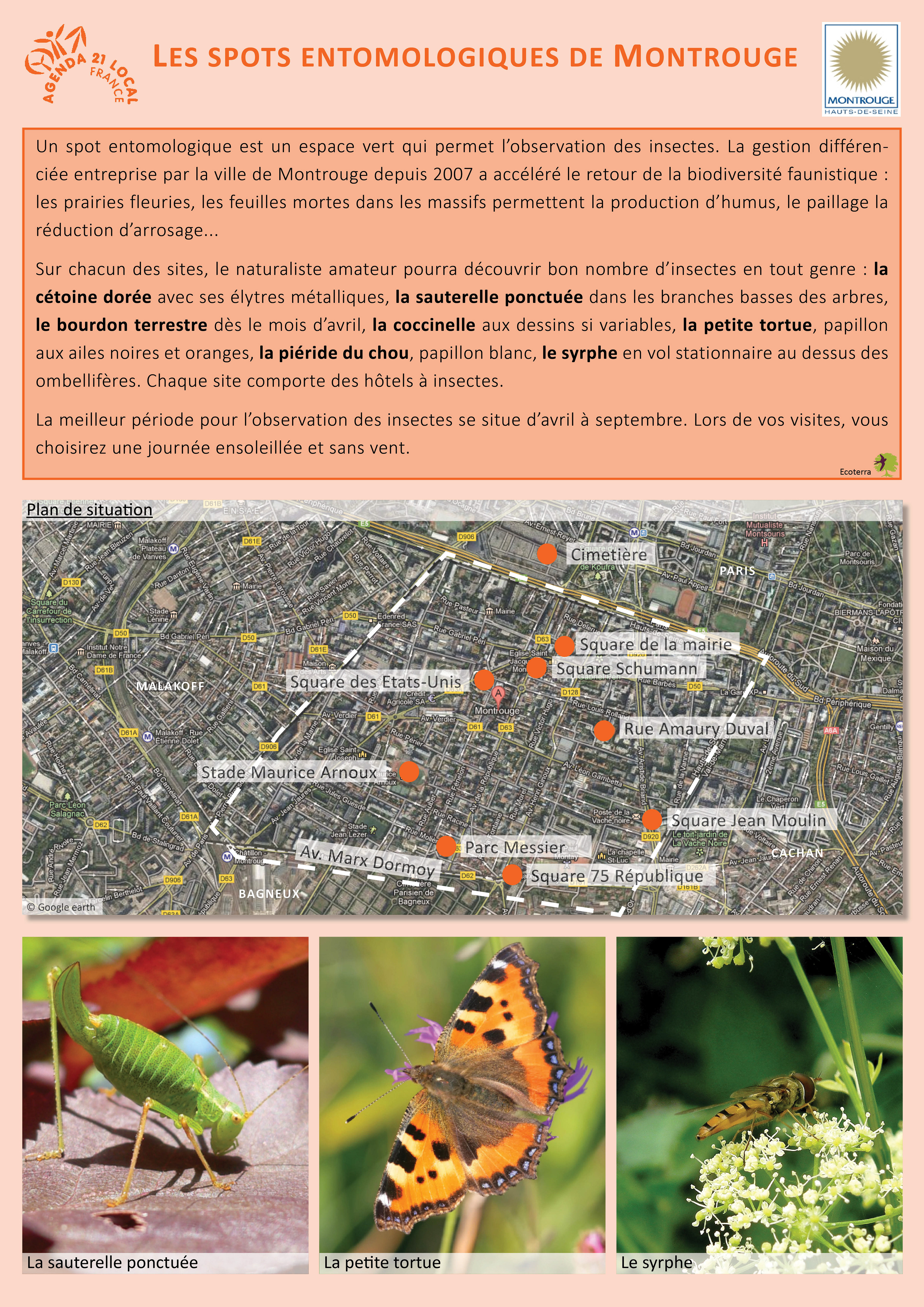 Observation d'insectes