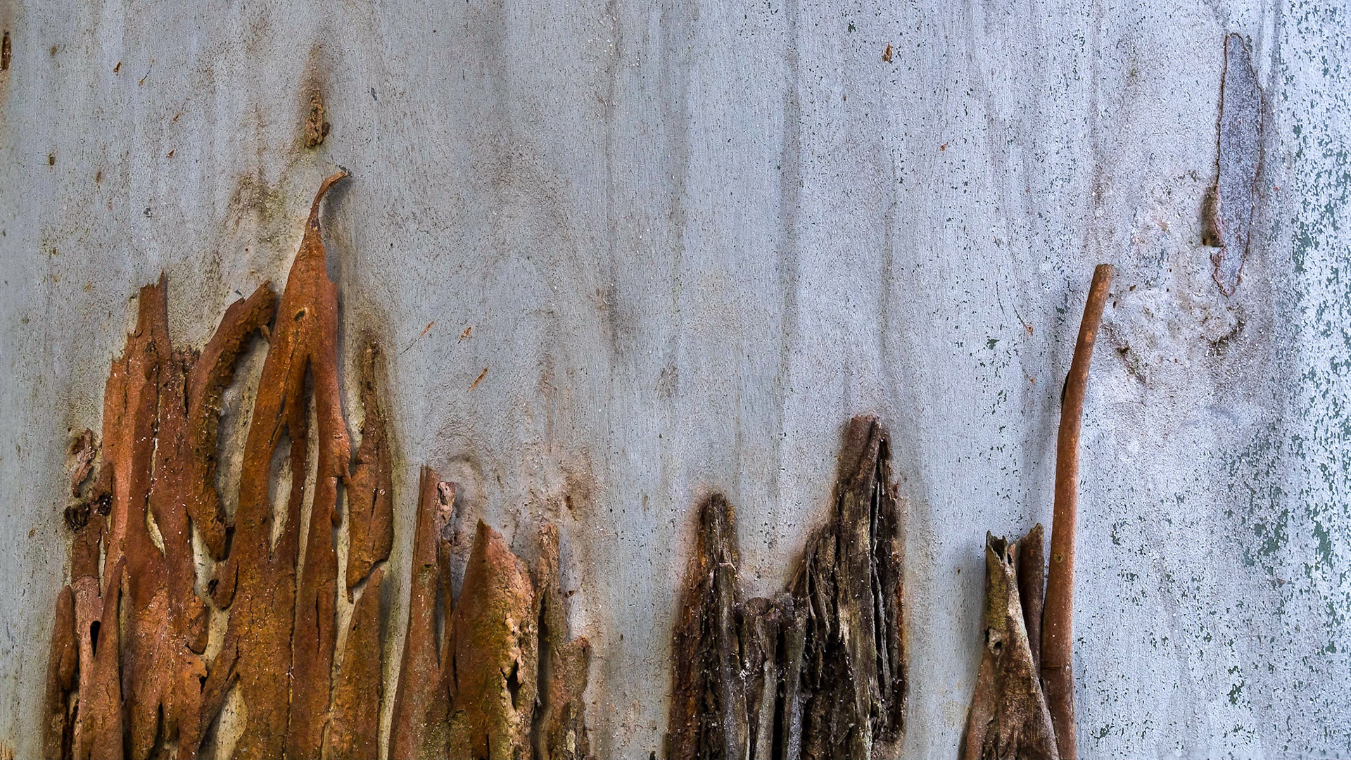Bark