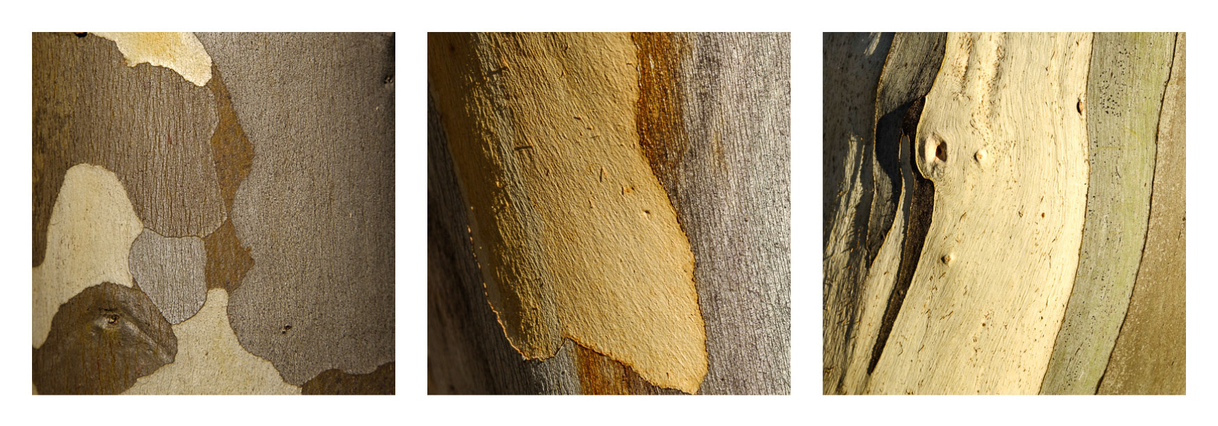 Pallaibo Walk - Kosciuszko National Park