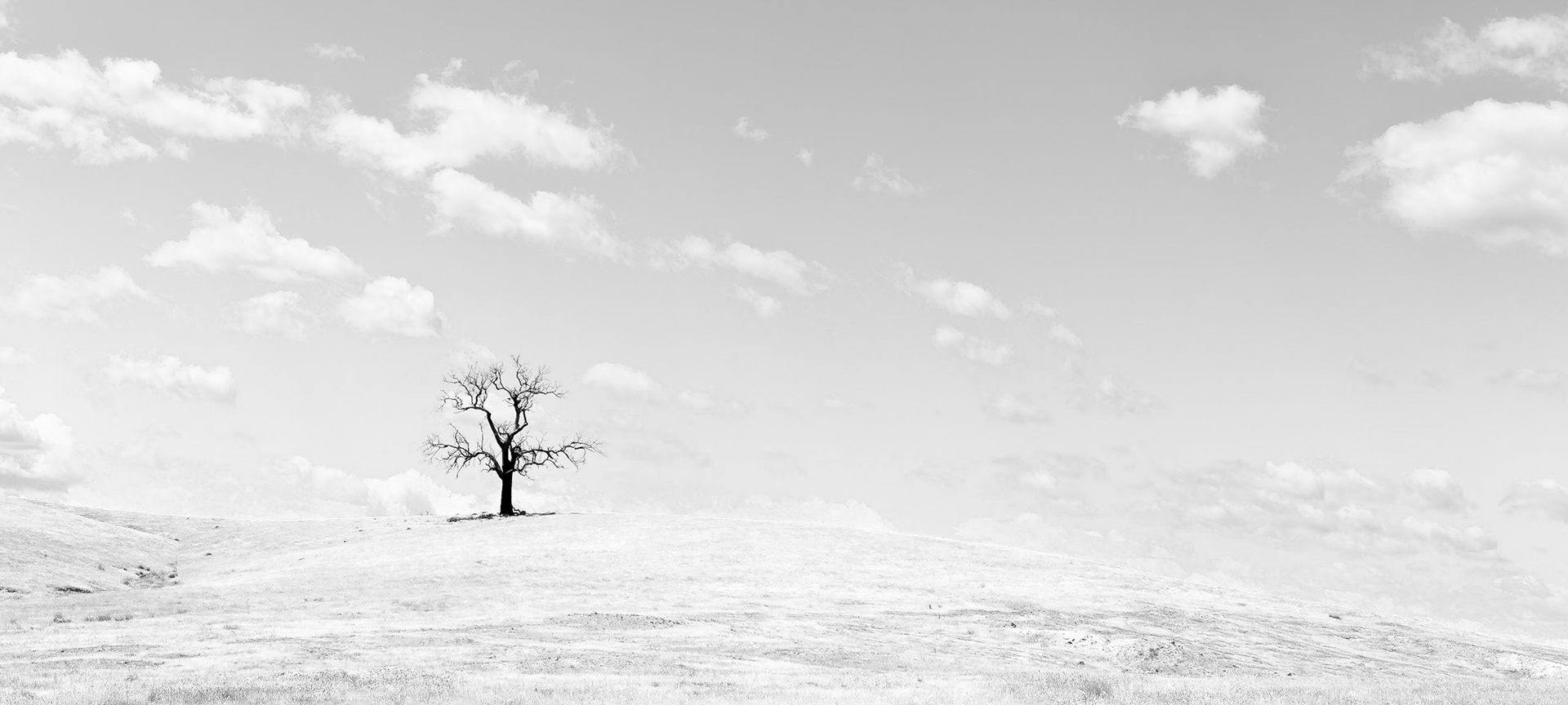 Dead Lone Tree