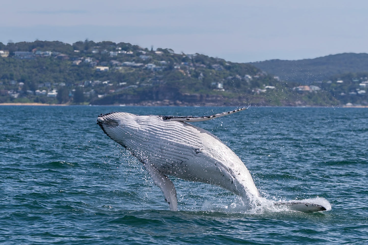 Whale of a Time