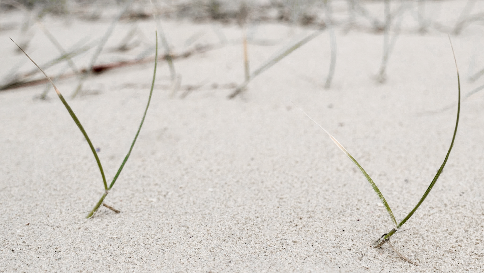Dancing Grass at Boat Beach - Seal Rocks