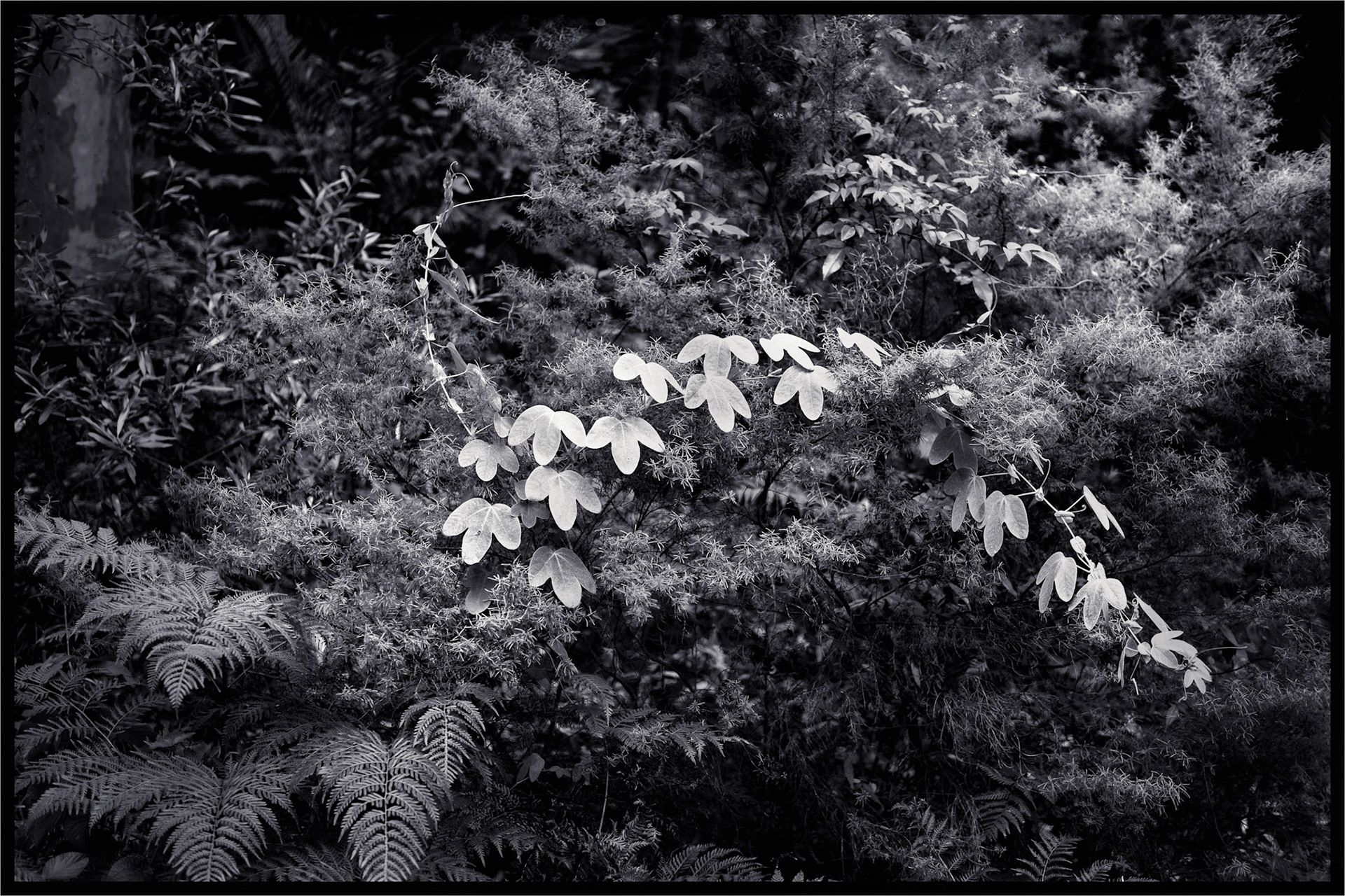 Introduced species take over