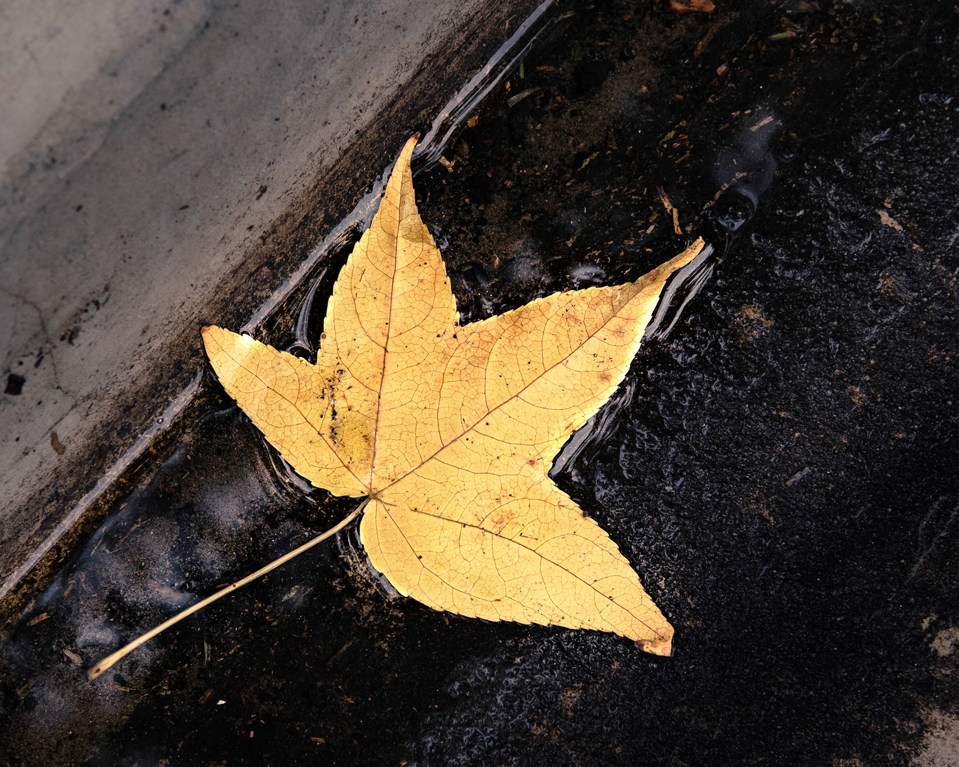 London plain tree leaf in the gutter