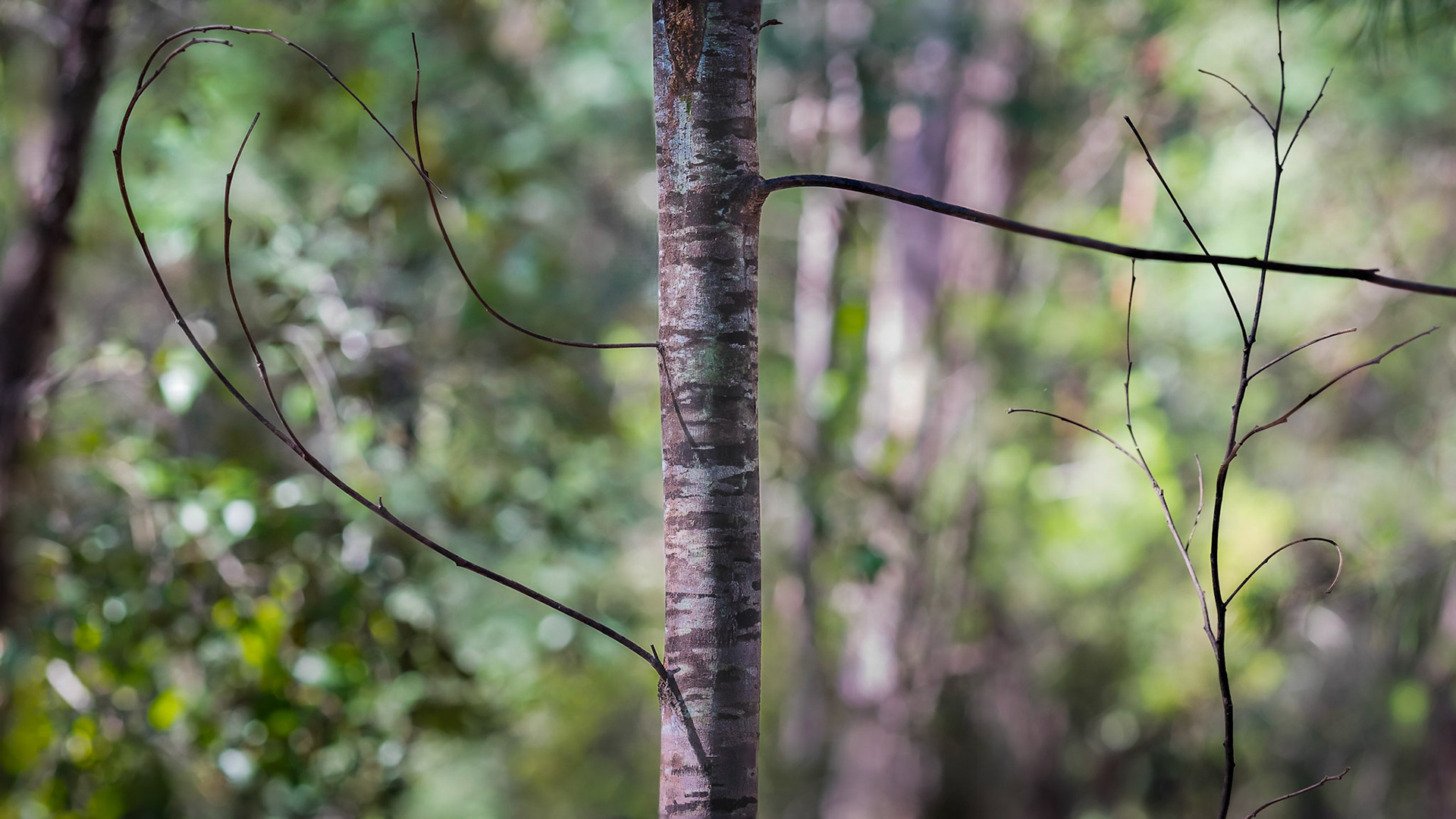 Branches