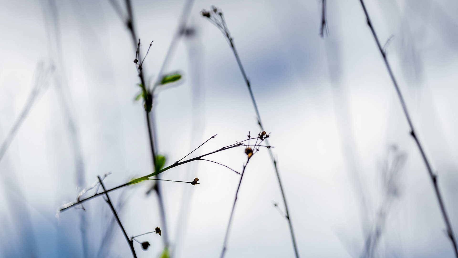 Blown Grass
