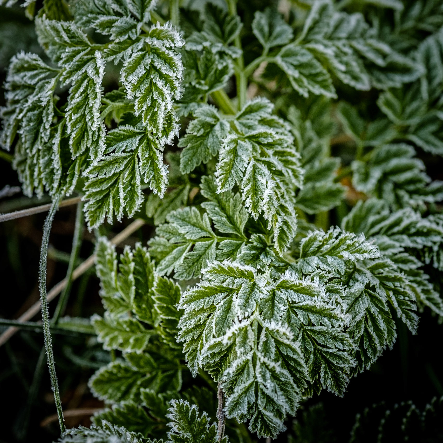 Pallaibo Walk - Kosciuszko National Park