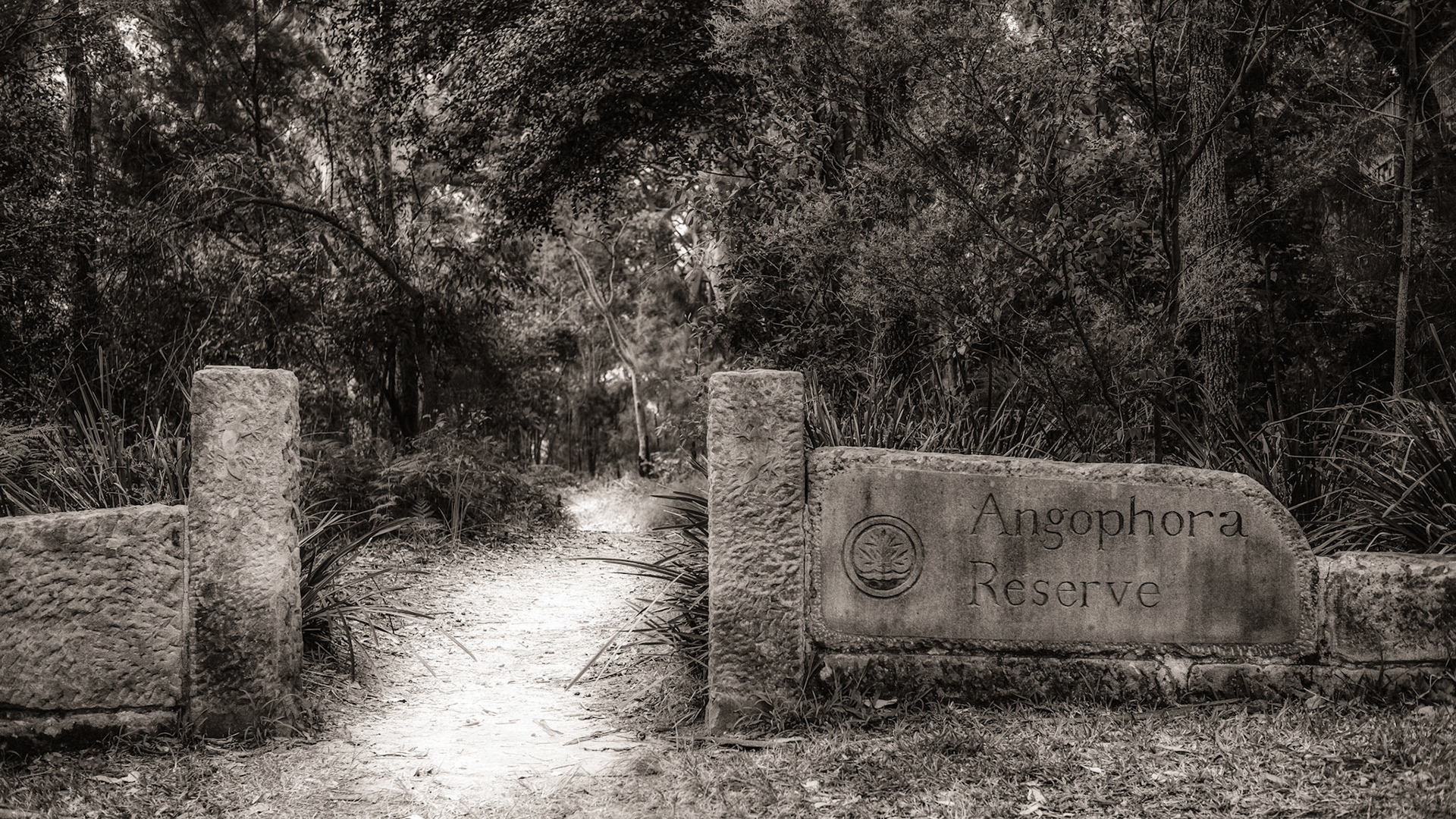 Into Angophora Reserve