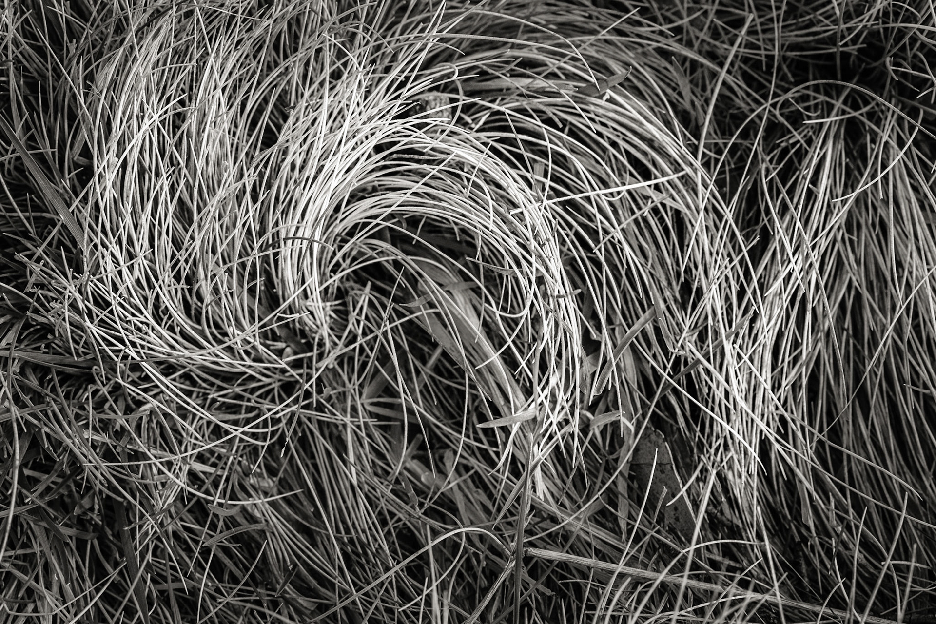 Bullocks Walking Track, The Diggings Camp Ground