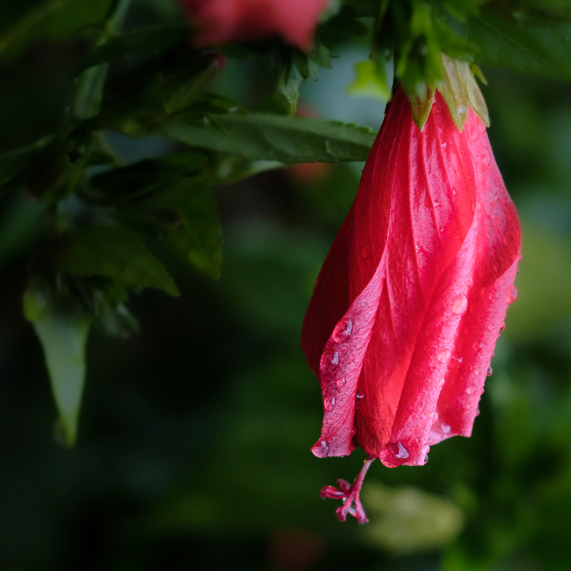 Red hibiscus in the rain