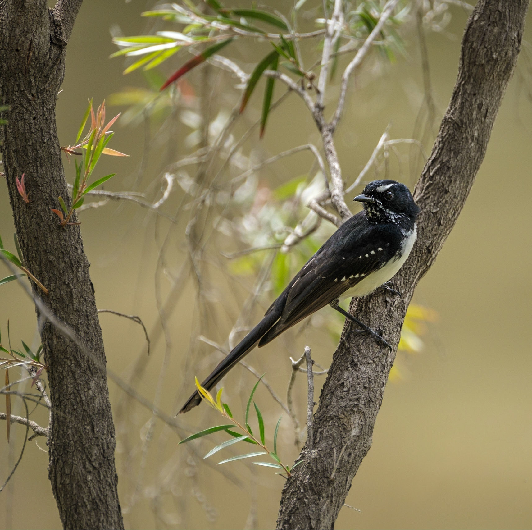 At Chinchilla