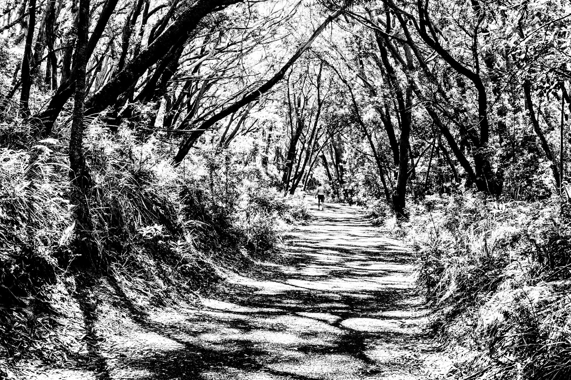 On Lighthouse Road - Seal Rocks