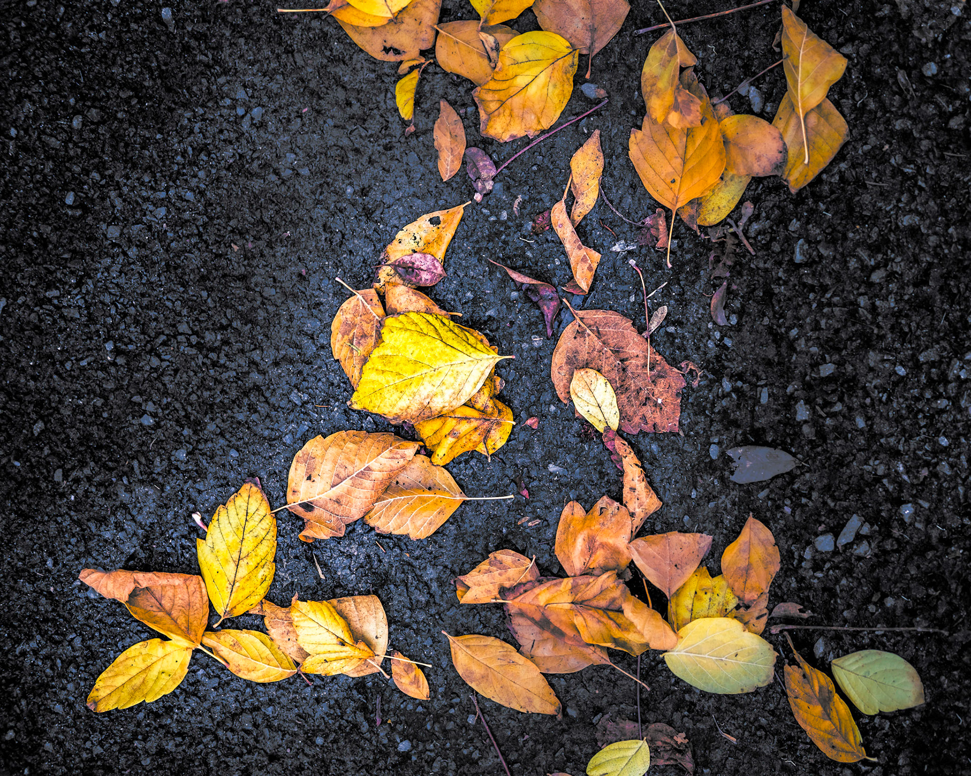 Leaves tumble down from the trees to land on the road and be run over