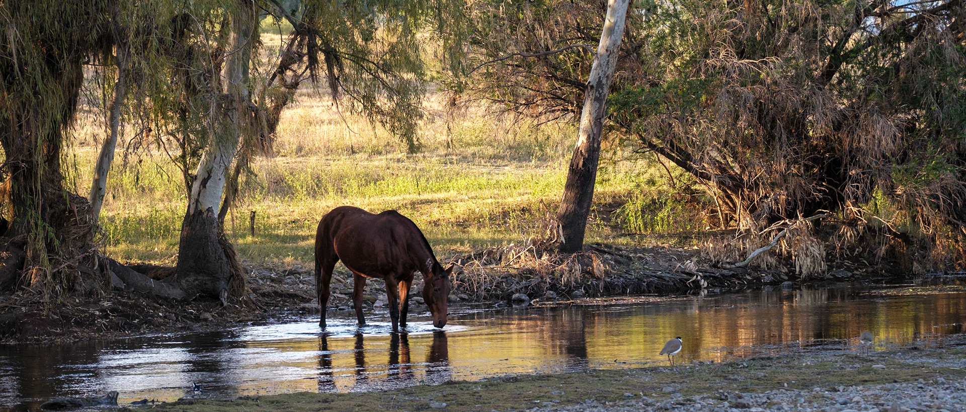 Gwyder River at Bingara