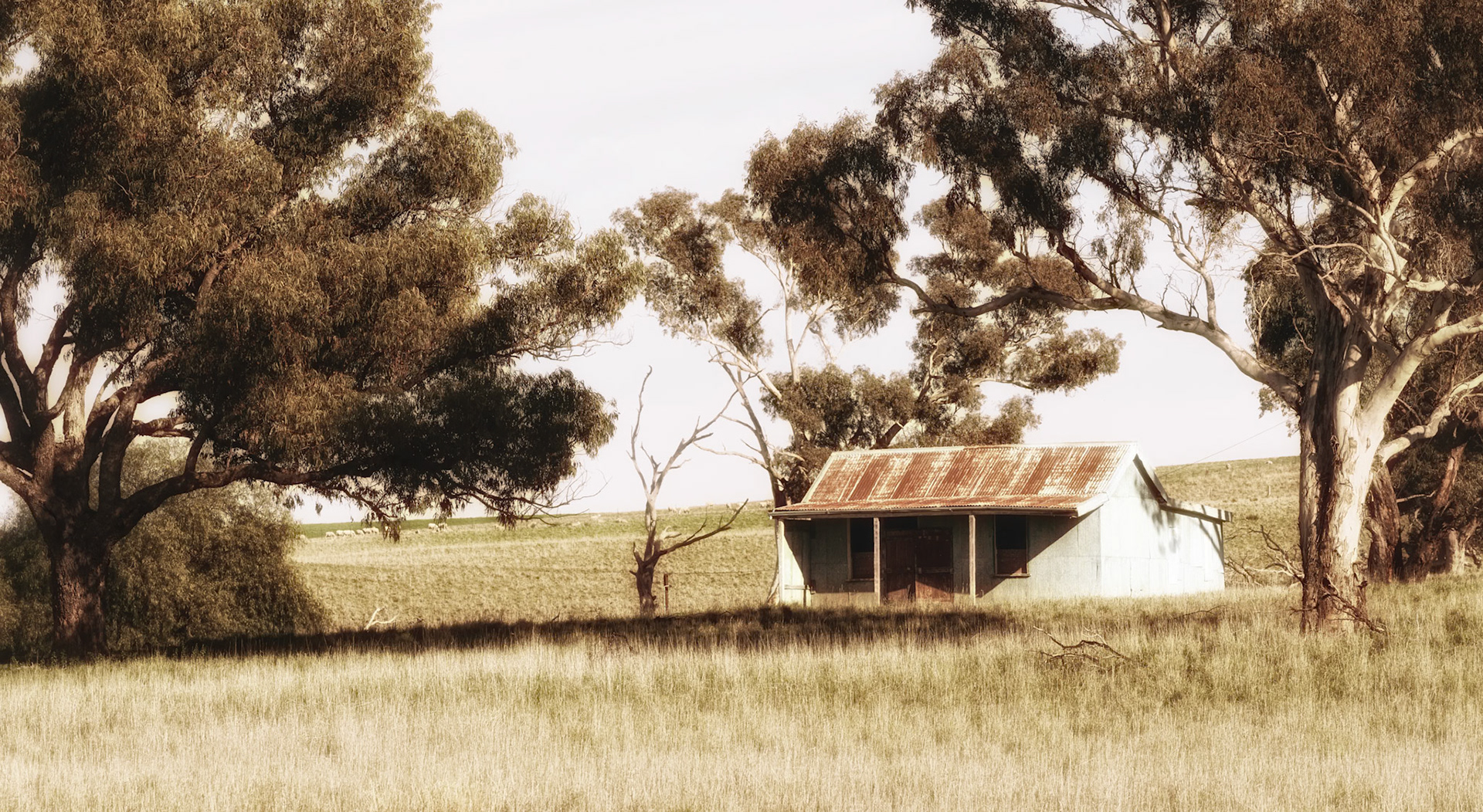 Molong country