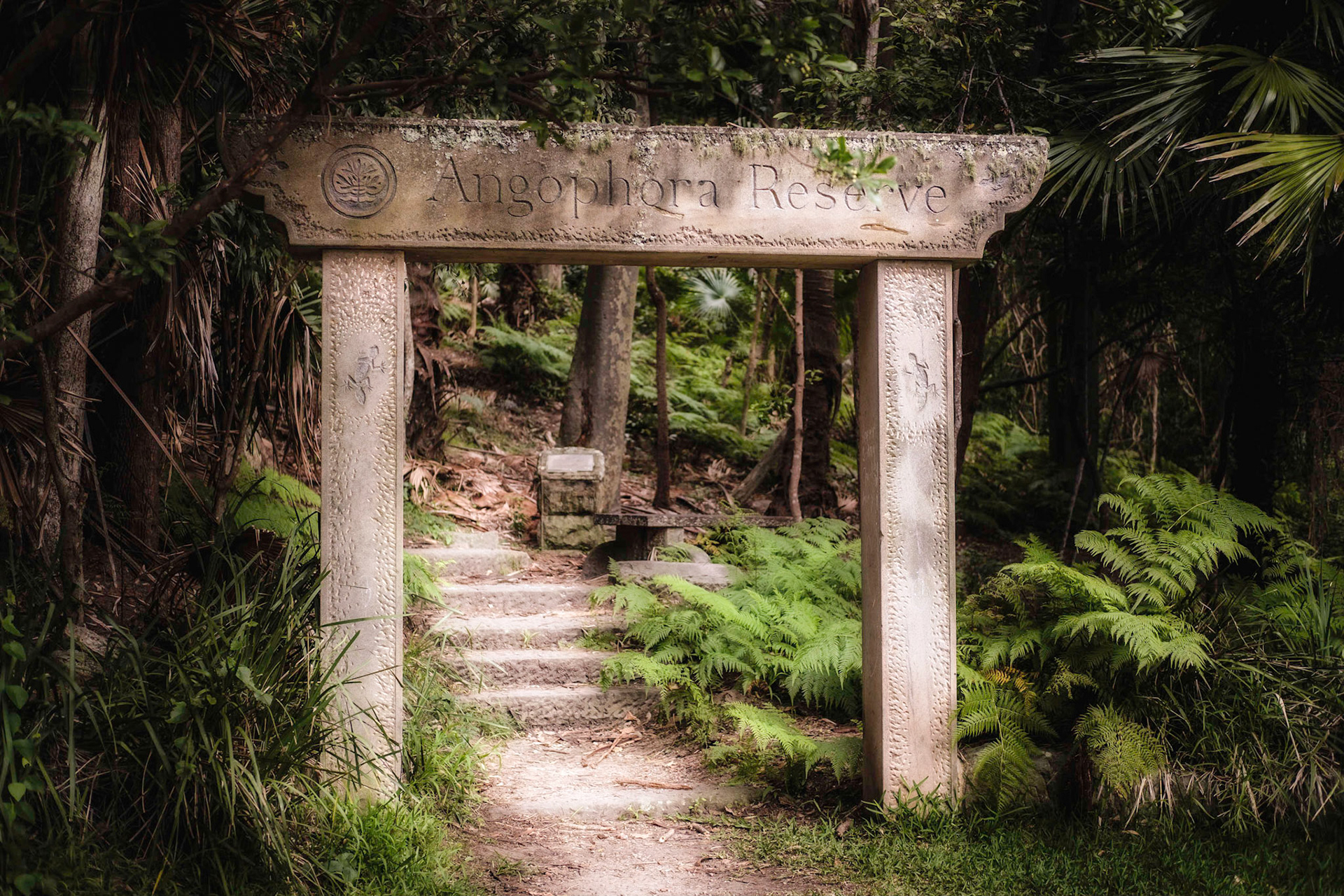 Avalon - Angophra Reserve