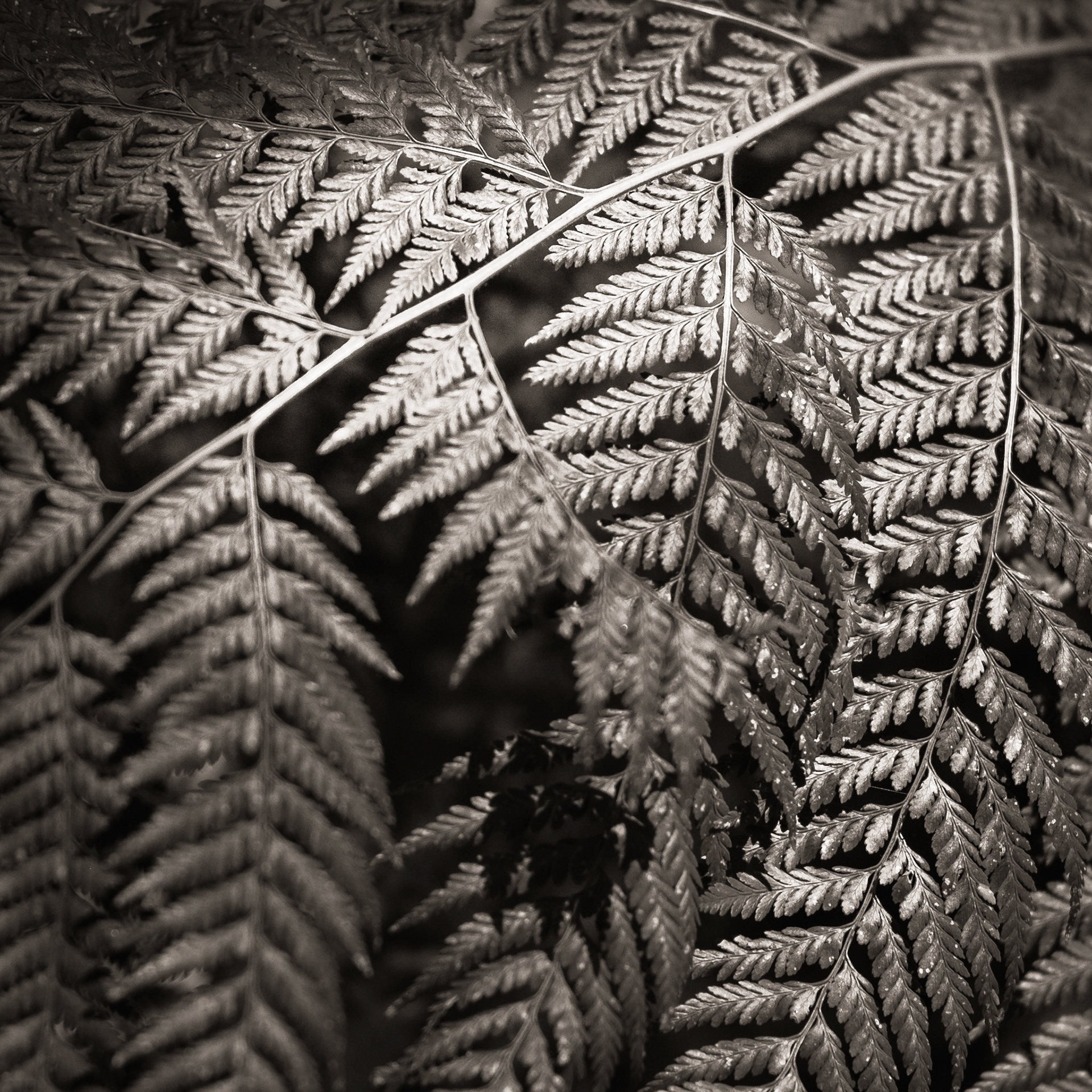 In Angophora Reserve