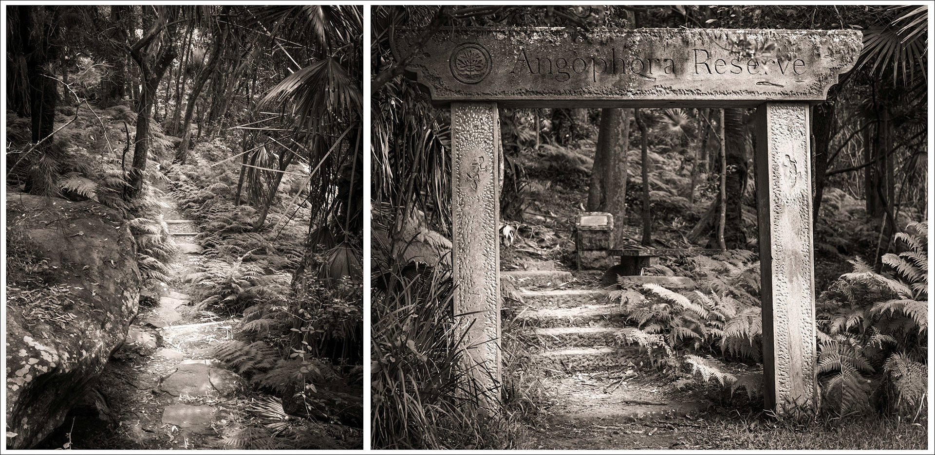 Angophora Reserve is located in the suburbs of Avalon and Clareville. The reserve consists of 18.5 hectares of urban bushland. The reserve provides a small taste of the peninsula as it was pre-settlement and provides significant samples of vegetation communities and fauna habitats that are now threatened. Angophora Reserve was originally purchased by the Wildlife Preservation Society in 1937 as a bushland sanctuary. The reserve was intended especially to preserve a giant Angophora tree, which still stands today but is now dead.Angophora Reserve contains one of the most archaeologically significant Aboriginal shelter sites in the Sydney region. The presence of previously undisturbed human skeletal remains within a substantial midden deposit makes this site quite unique in the Sydney and is highly  significant to the Aboriginal community.