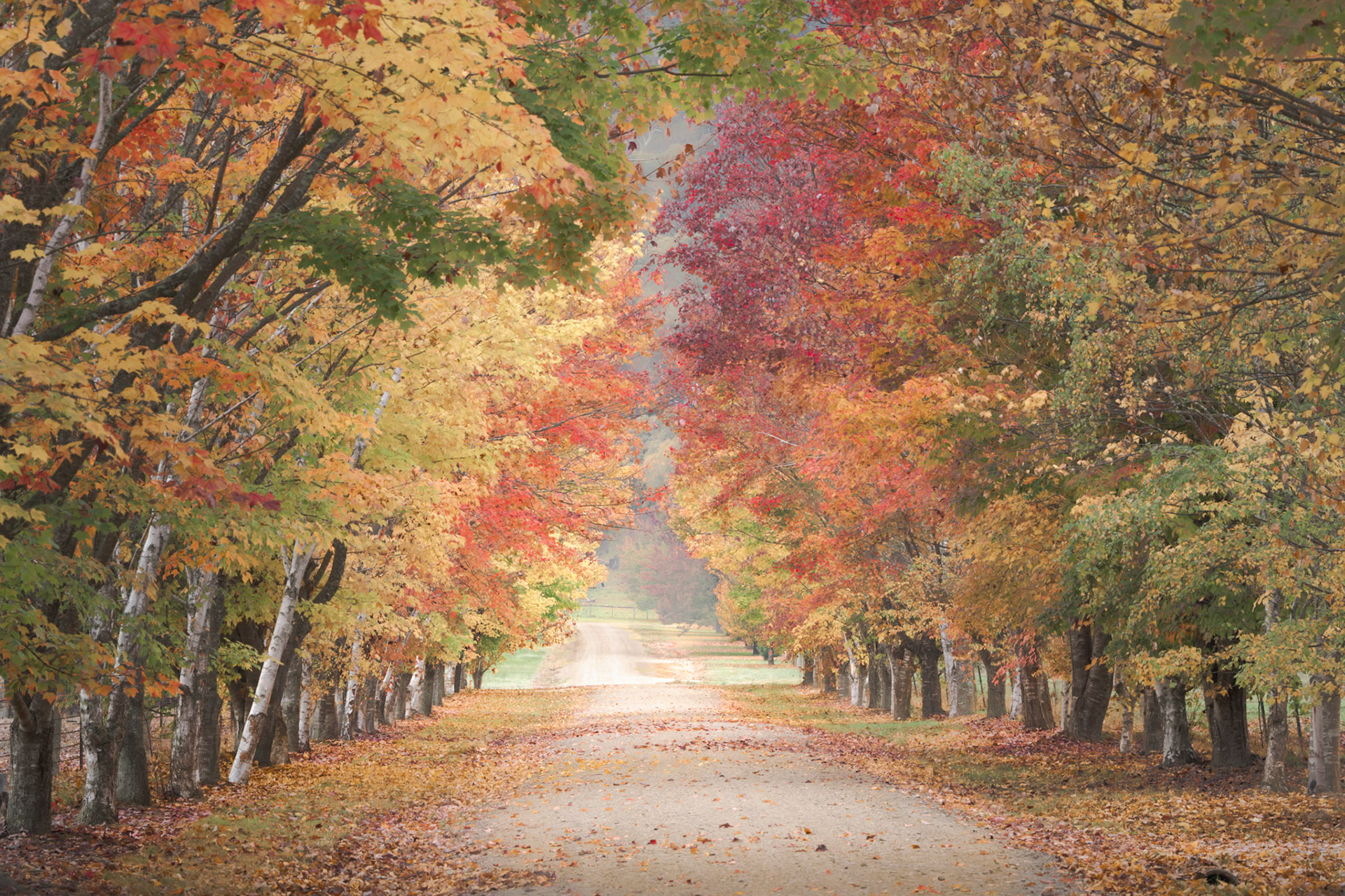 McCormacks Lane