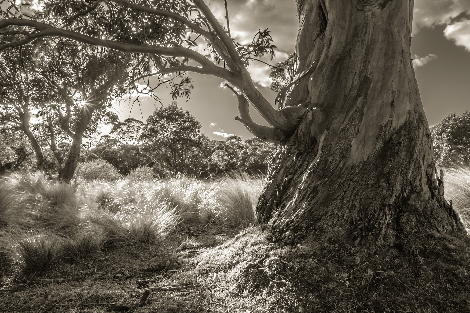 Bullocks Walking Track, The Diggings Camp Ground