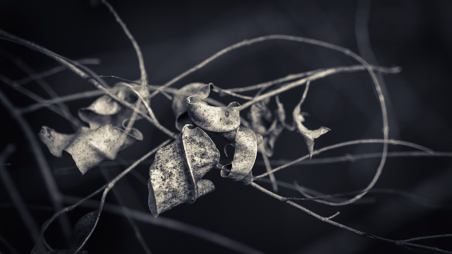 Dead leaves in Bracken