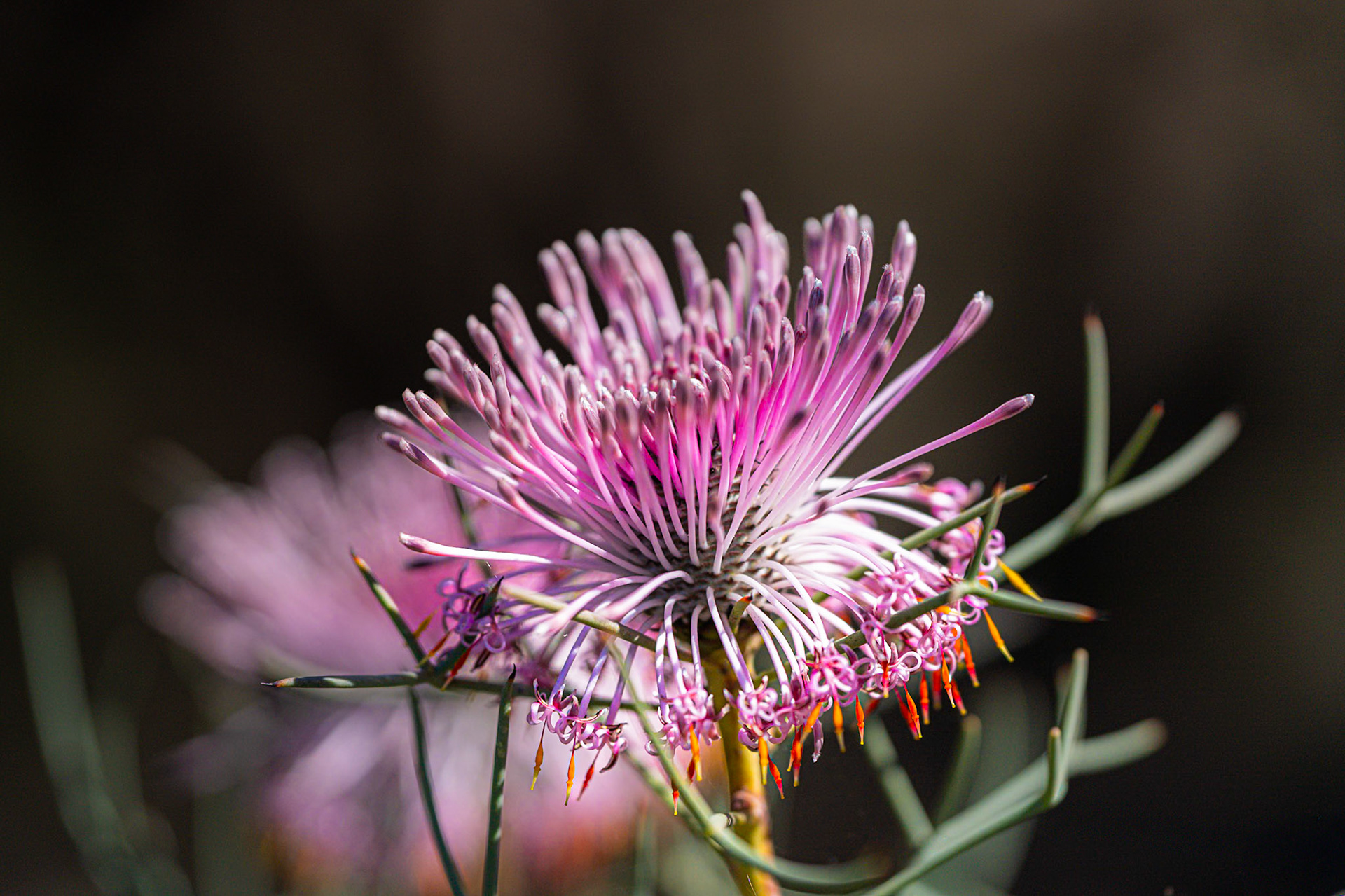 Corrigin Wildflower Drive